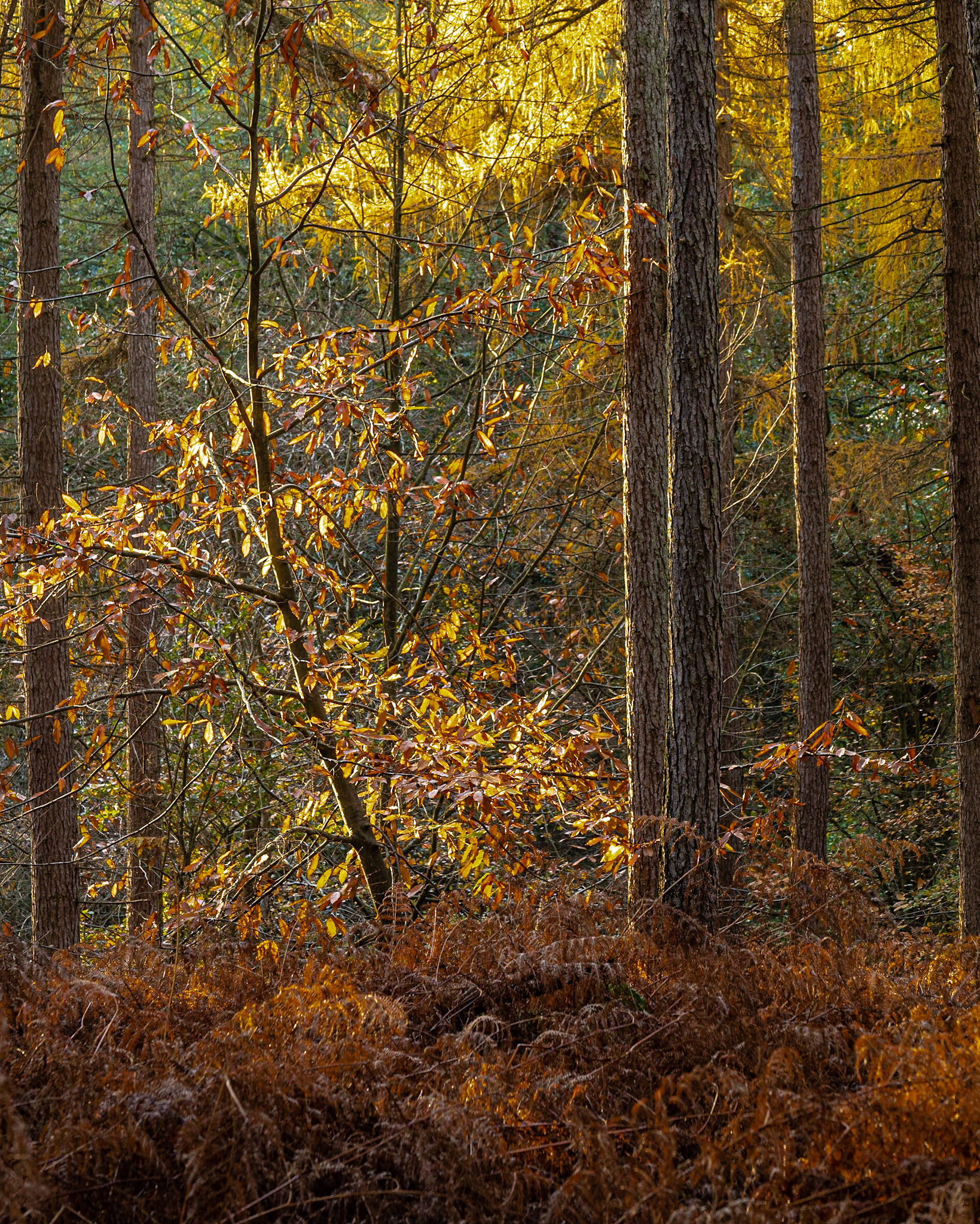 Felbrigg Woods