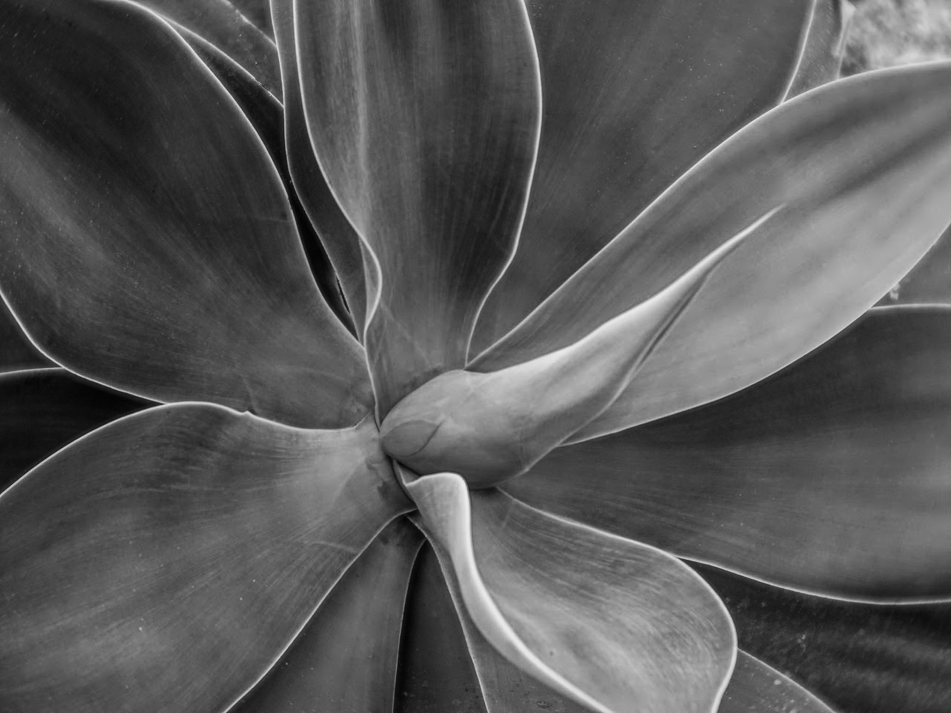 Lensbaby Trio Velvet