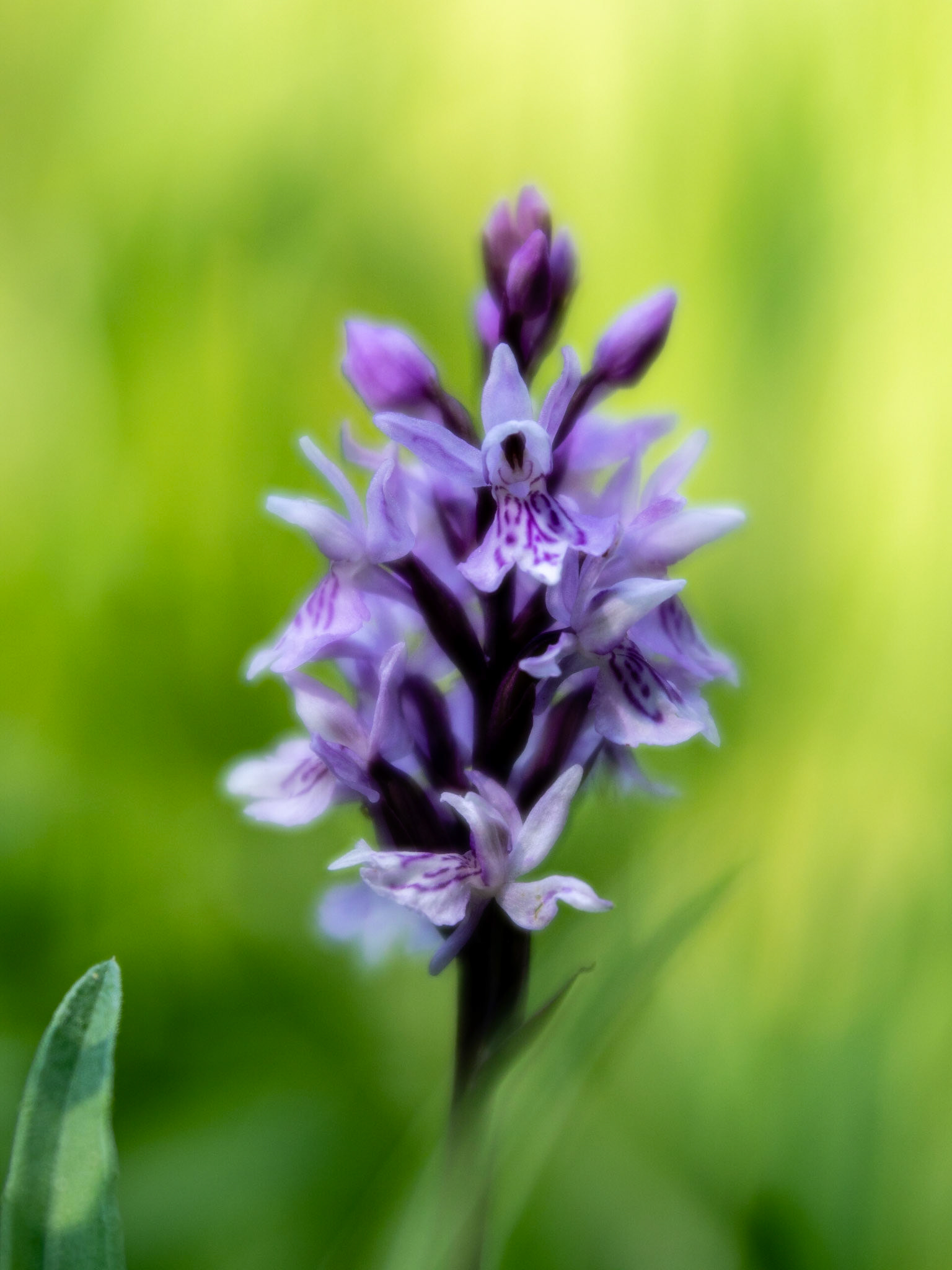 Pyramidal orchid, Velvet 56