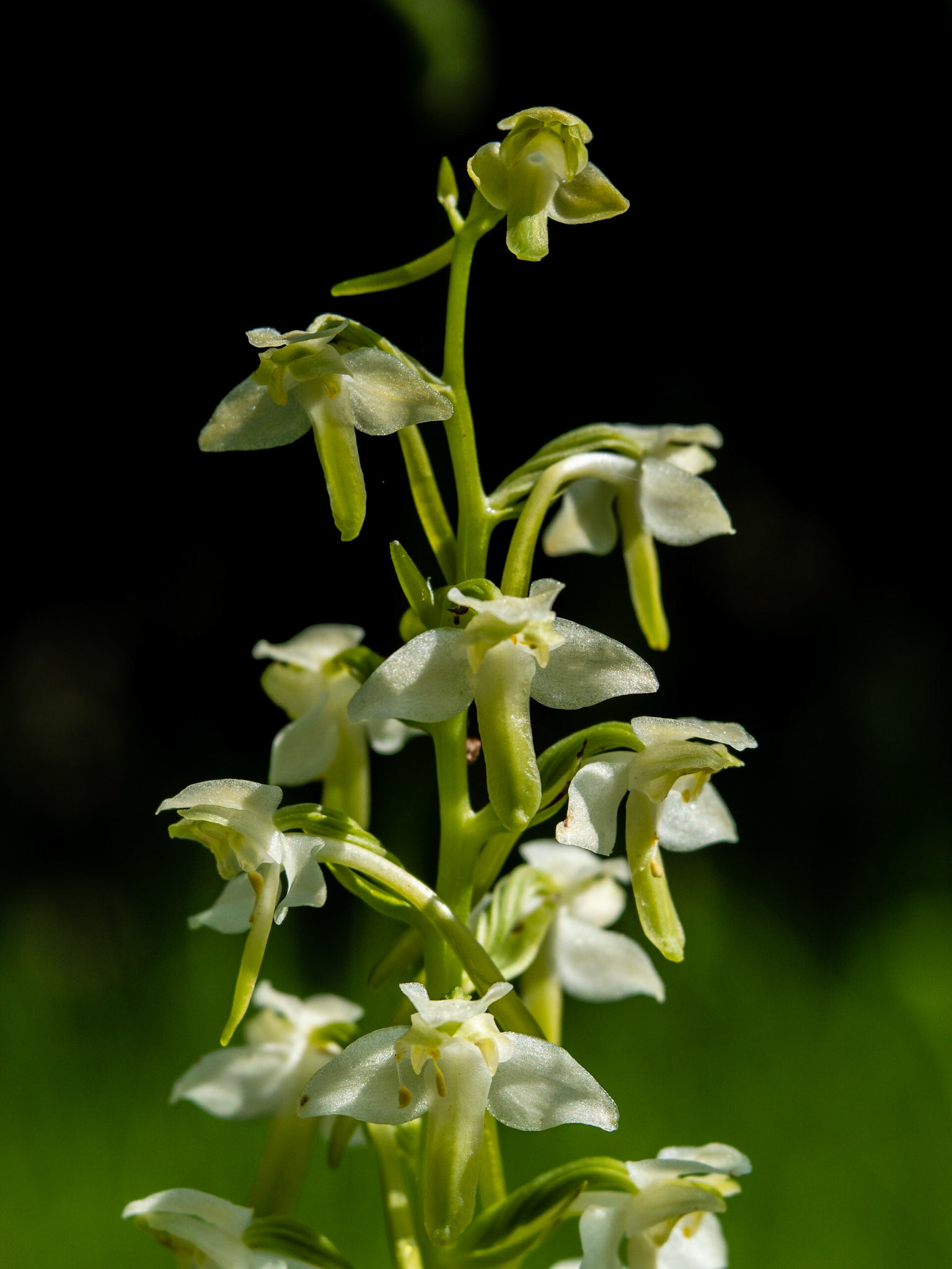 Greater Butterfly Orchid, Somerset, Velvet 56