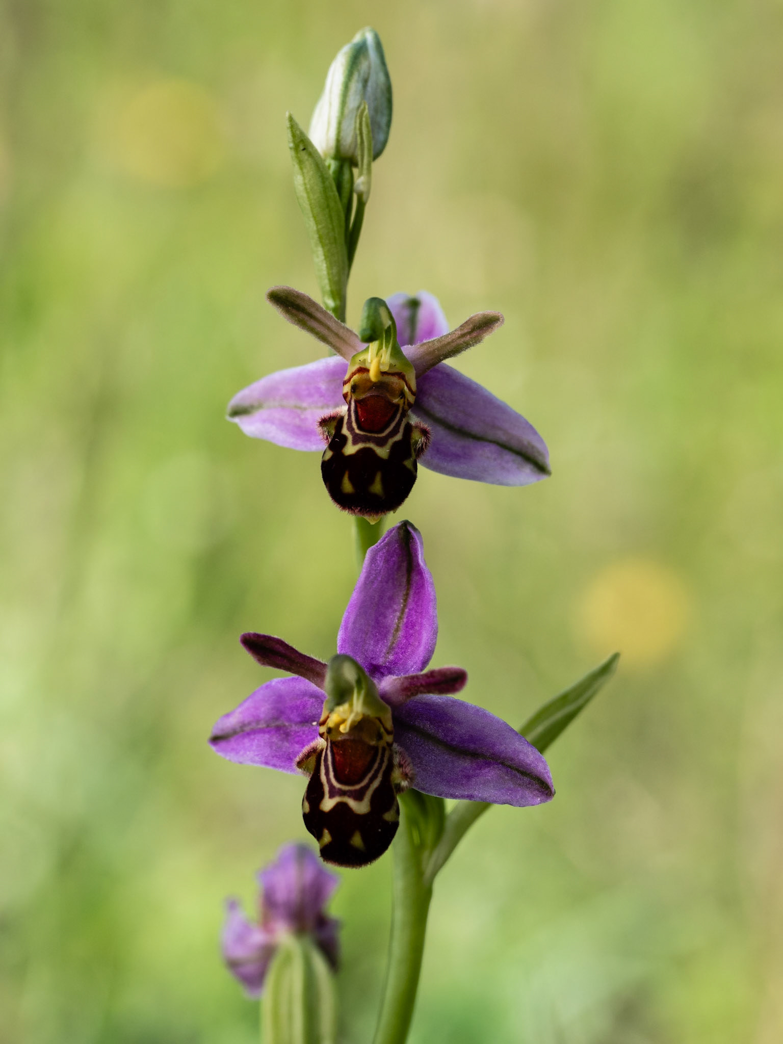 Wilford Clay Pit, Bee Orchid