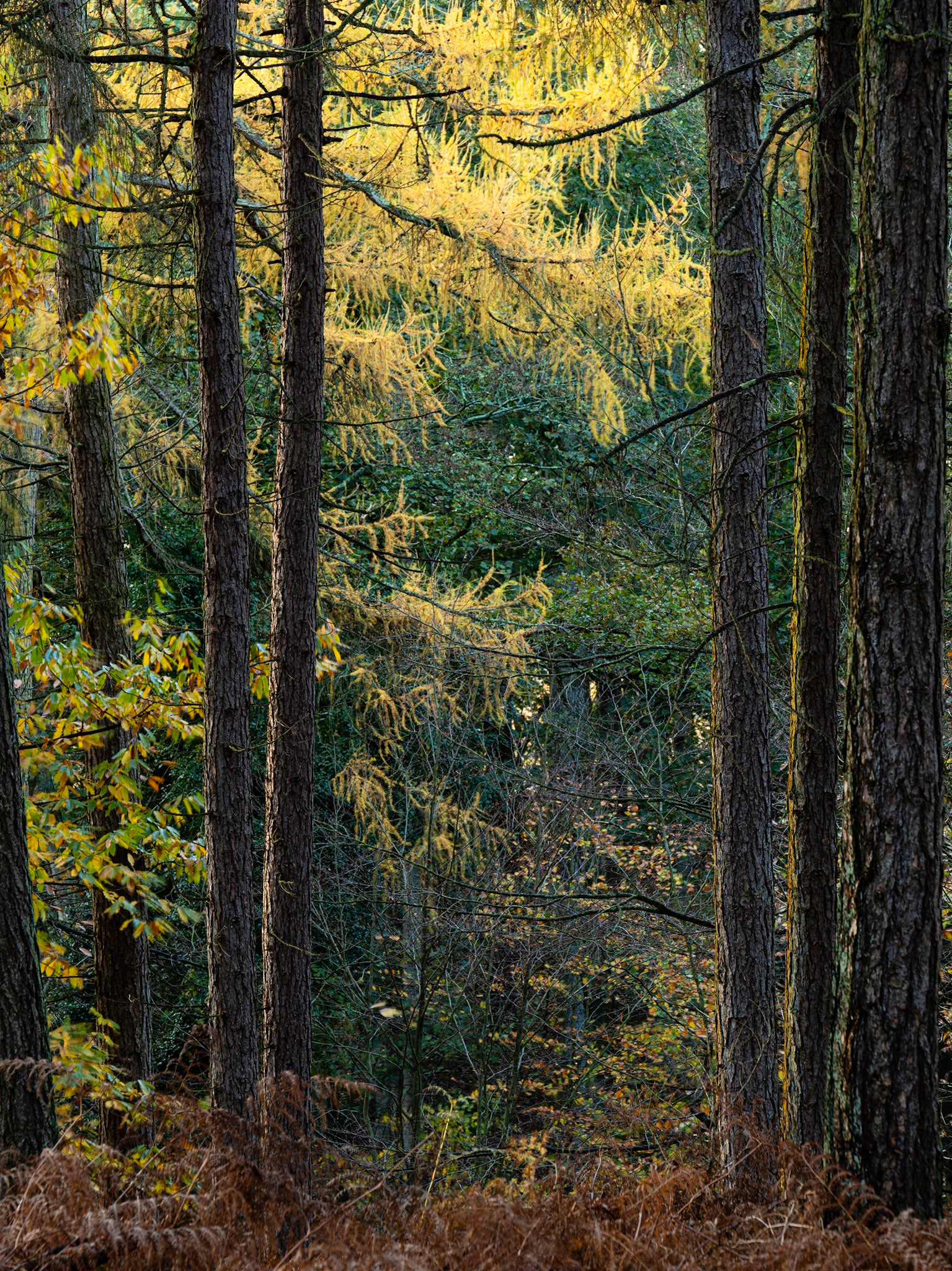 Felbrigg Woods