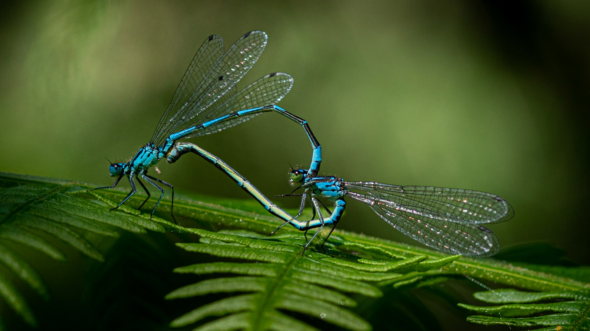 Common Blue Damselfly, Somerset