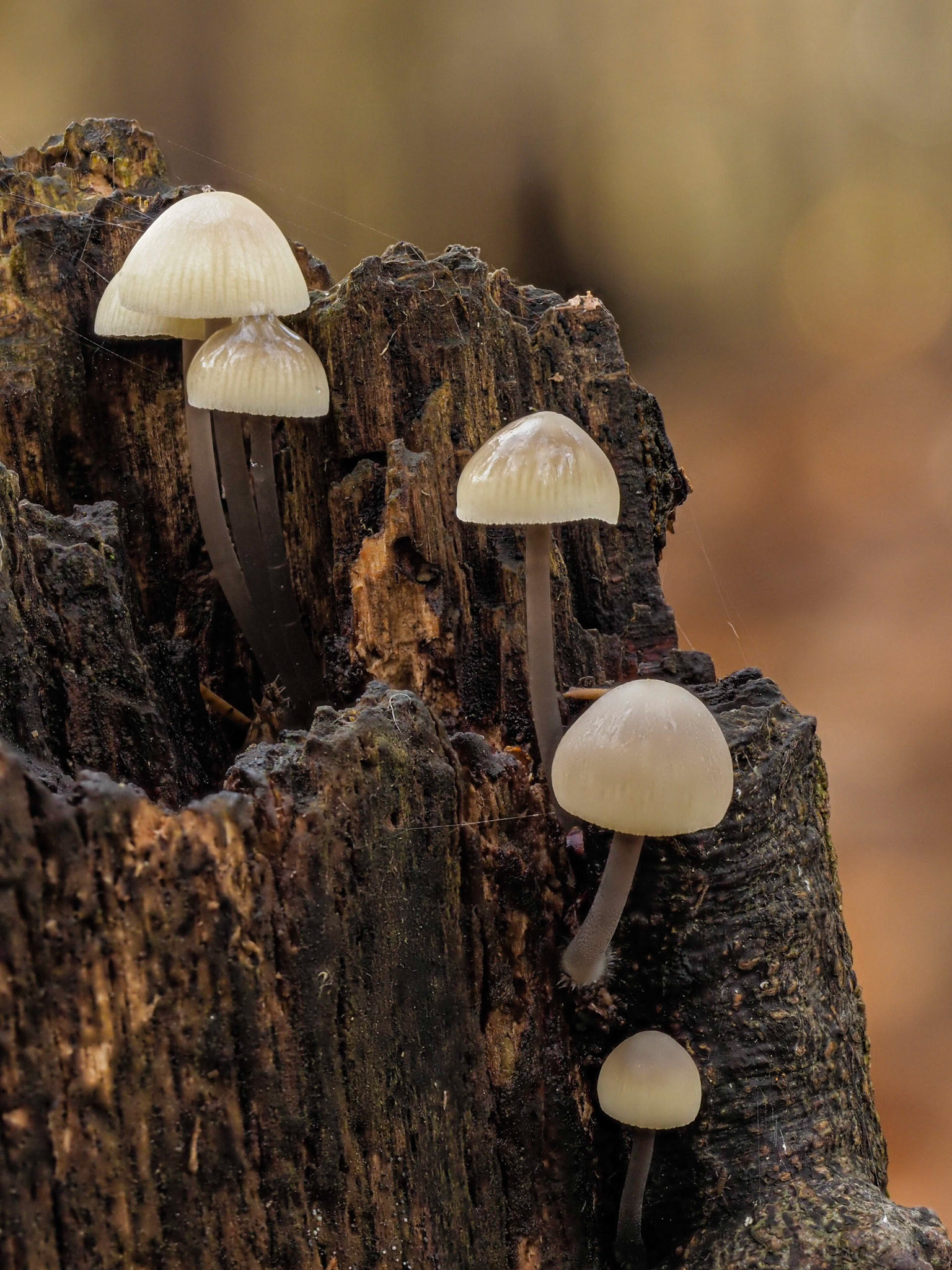 Felbrigg Woods