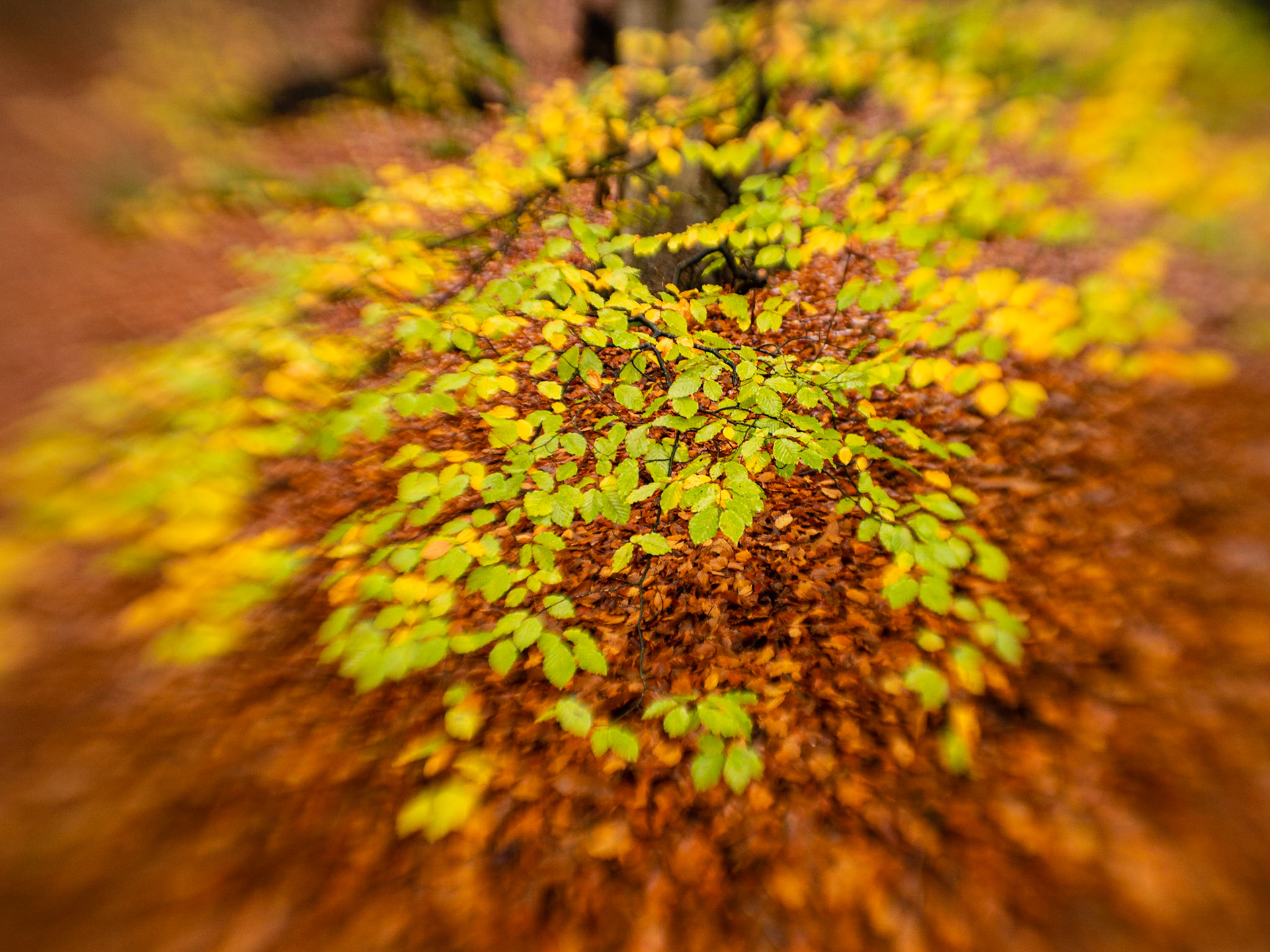 Felbrigg Woods with Lensbaby Velvet 56