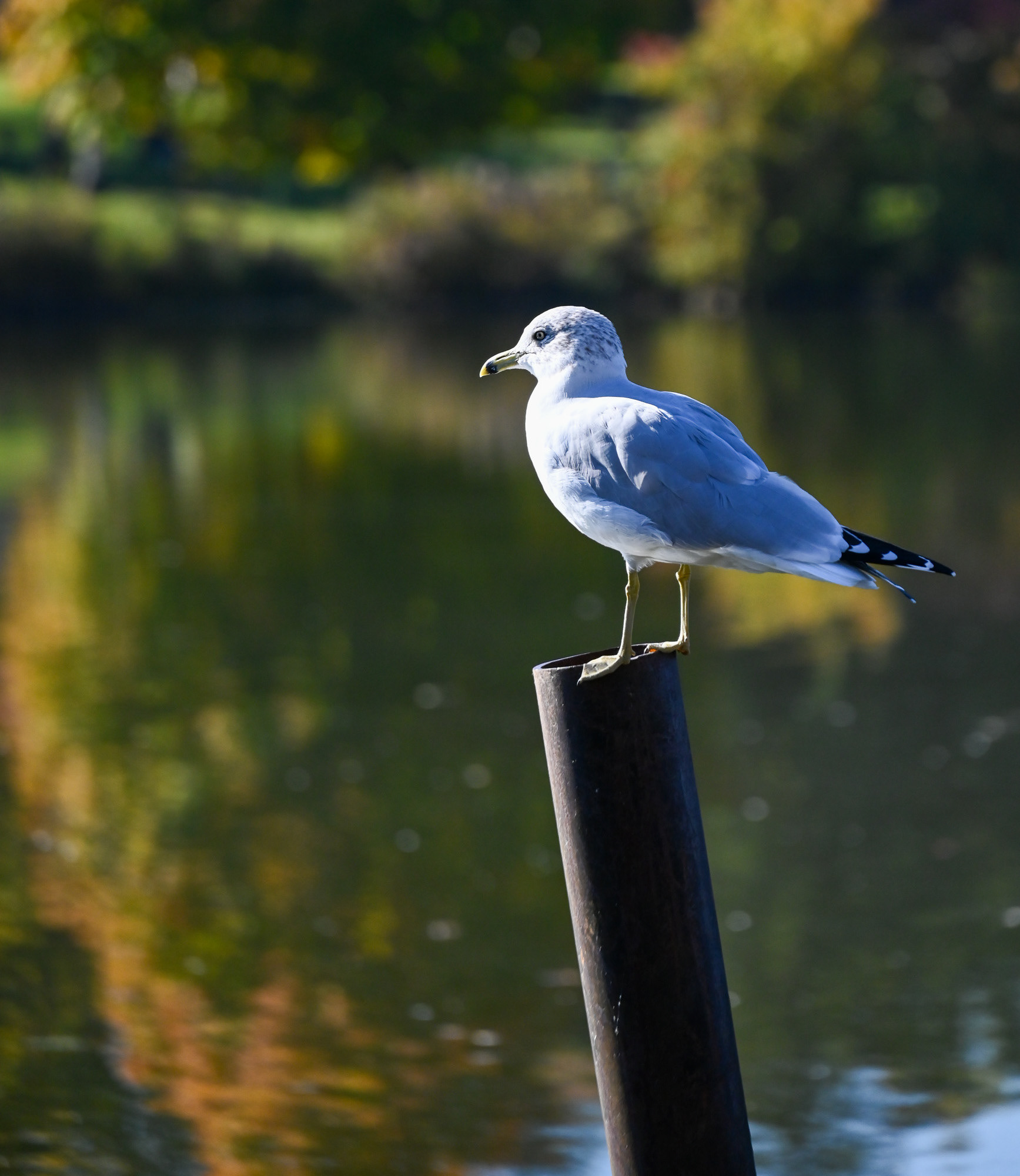 "Life in Baldwinsville" Series - 2024