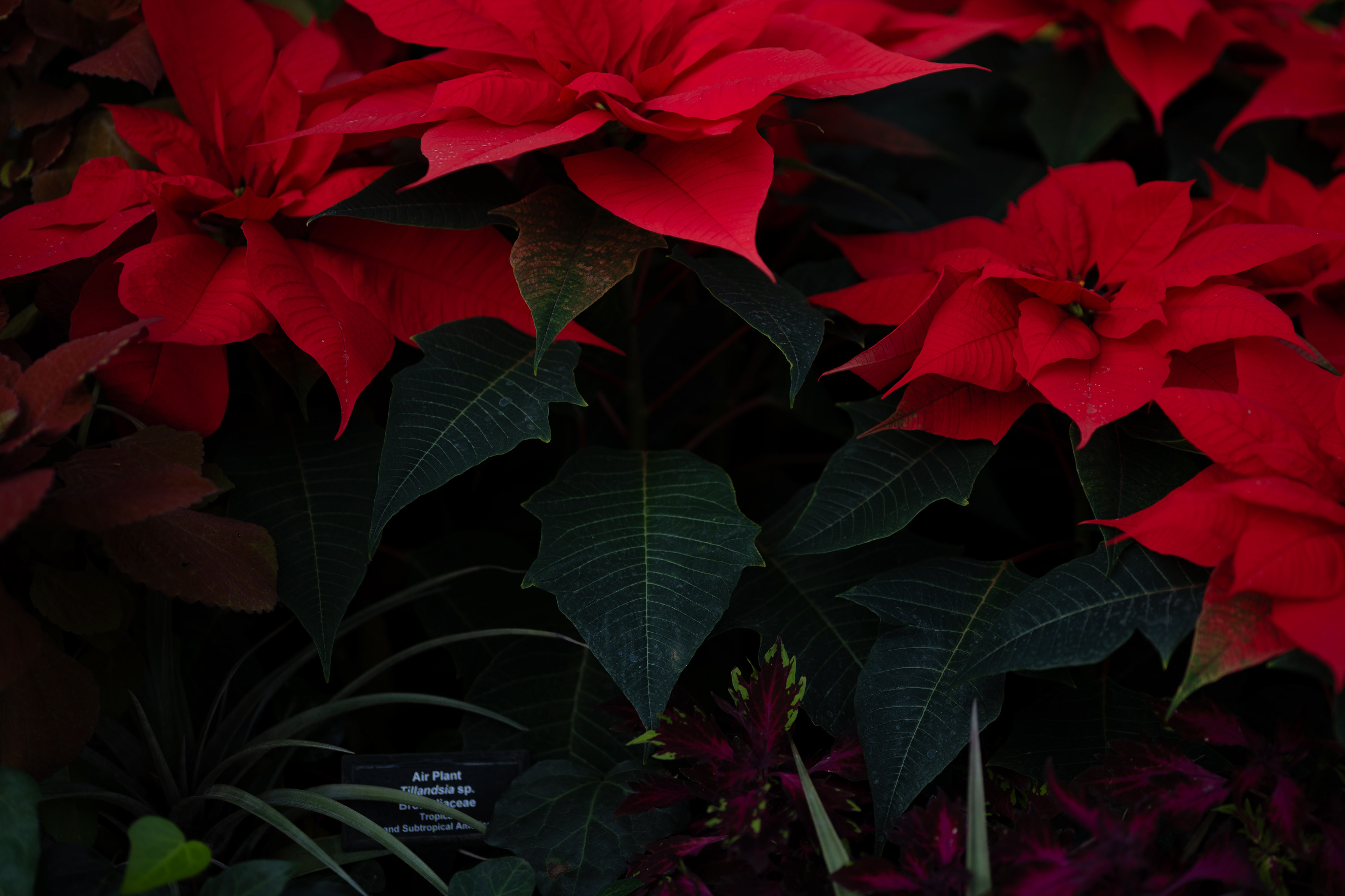 Lincoln Park Conservatory - 2026