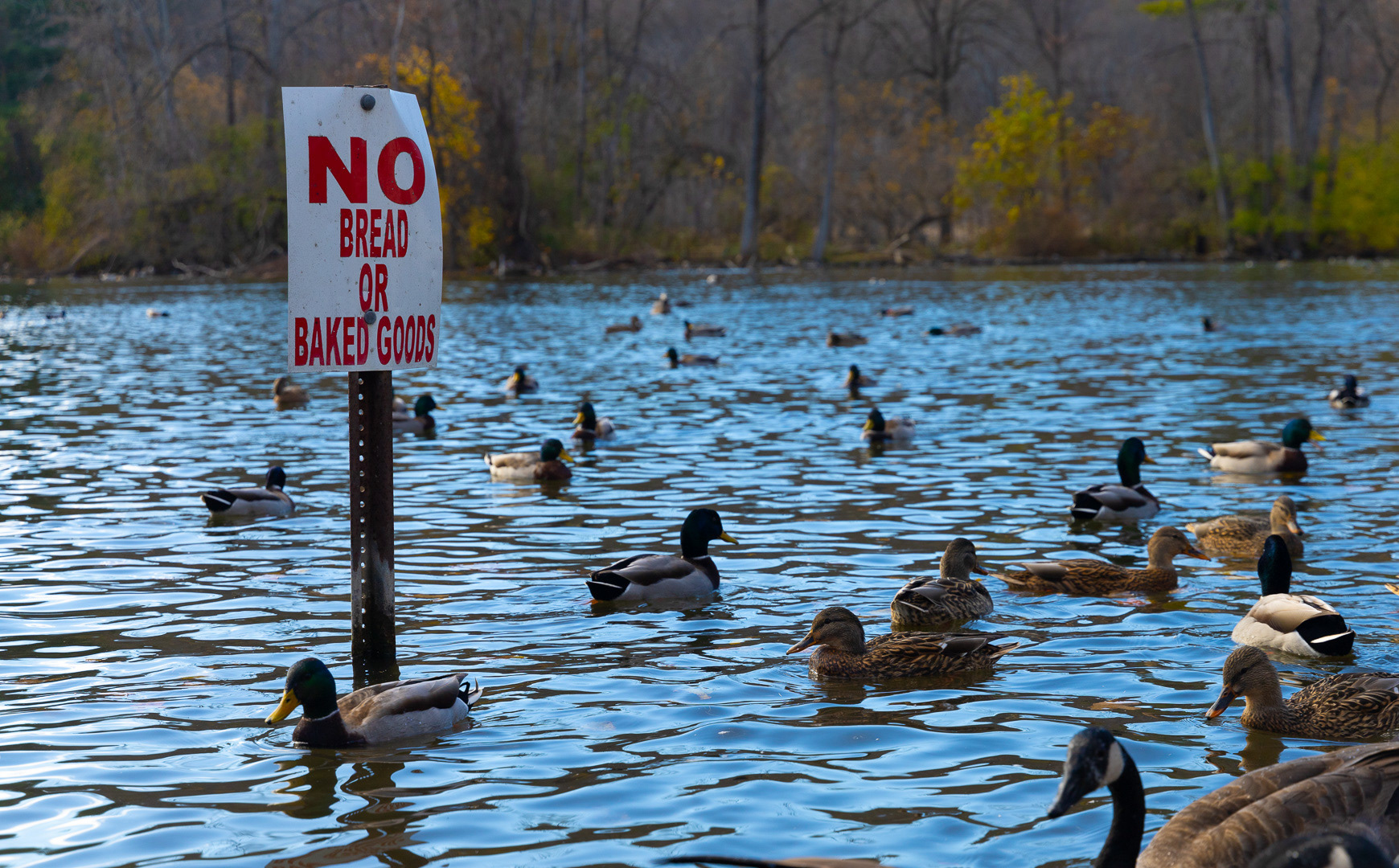 Nature Series - 2024