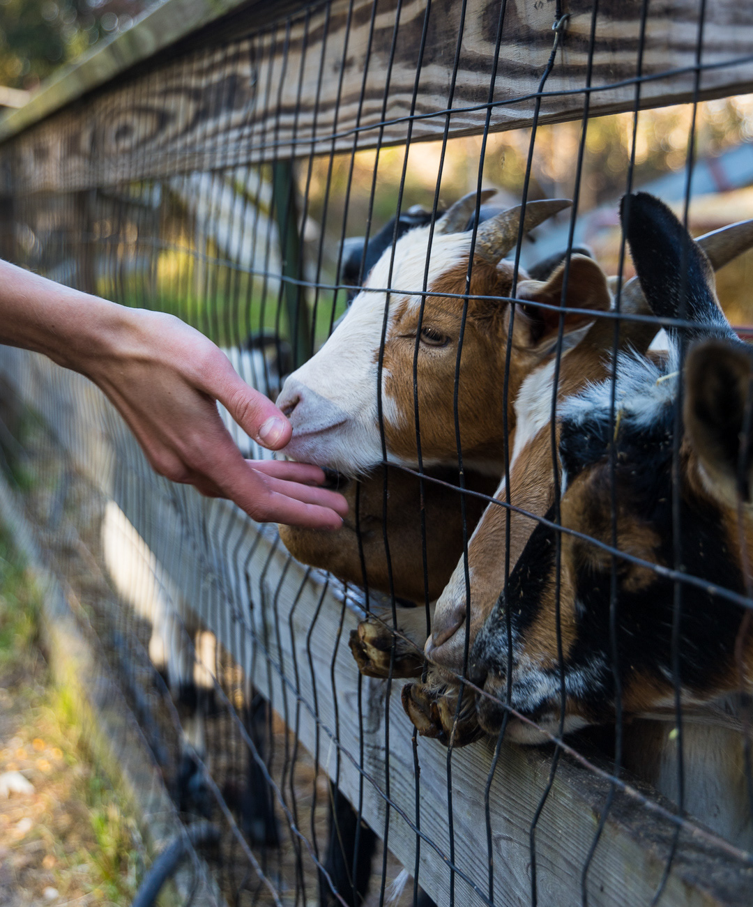 Animal Portrait Series - 2024