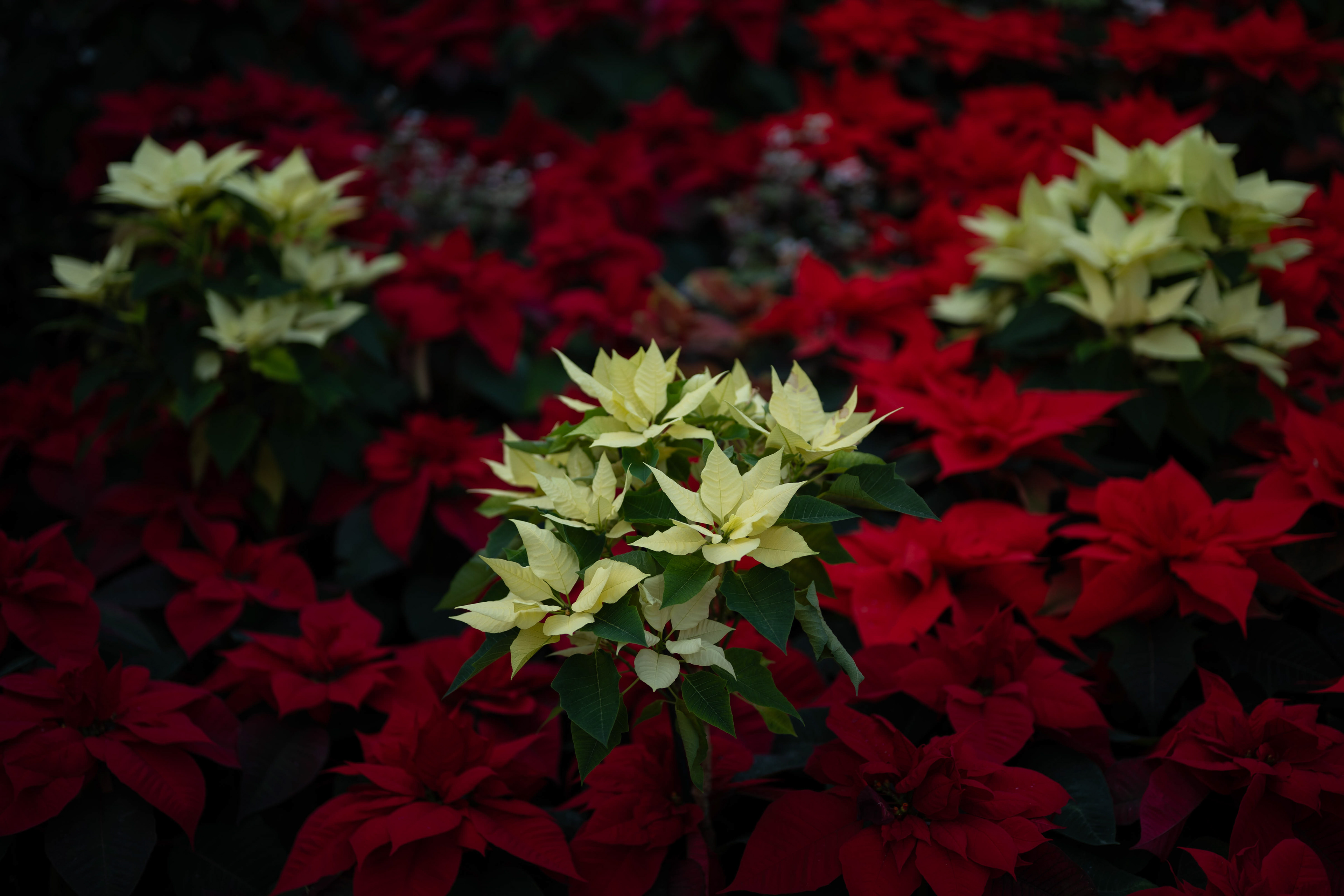Lincoln Park Conservatory - 2026