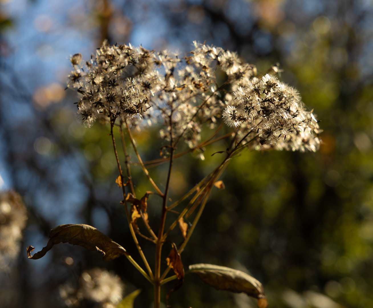 Nature Series - 2024