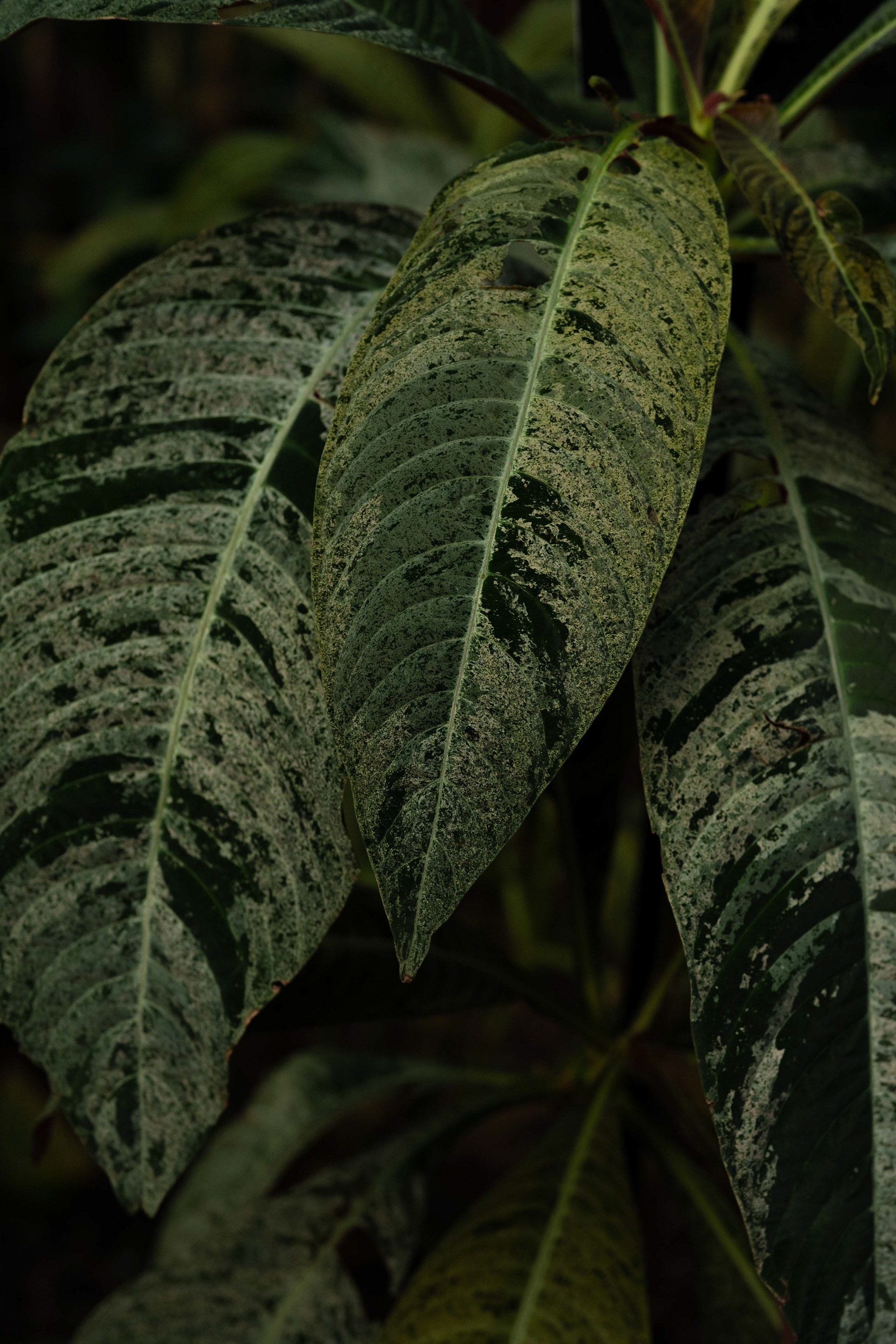 Lincoln Park Conservatory - 2026