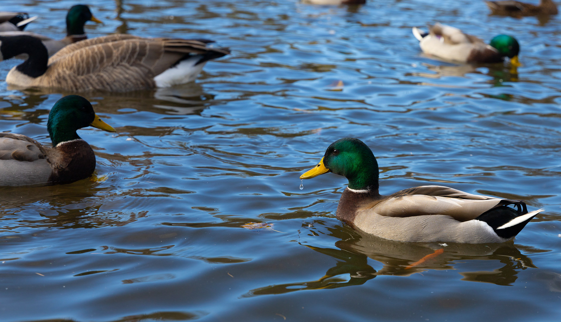 Nature Series - 2024