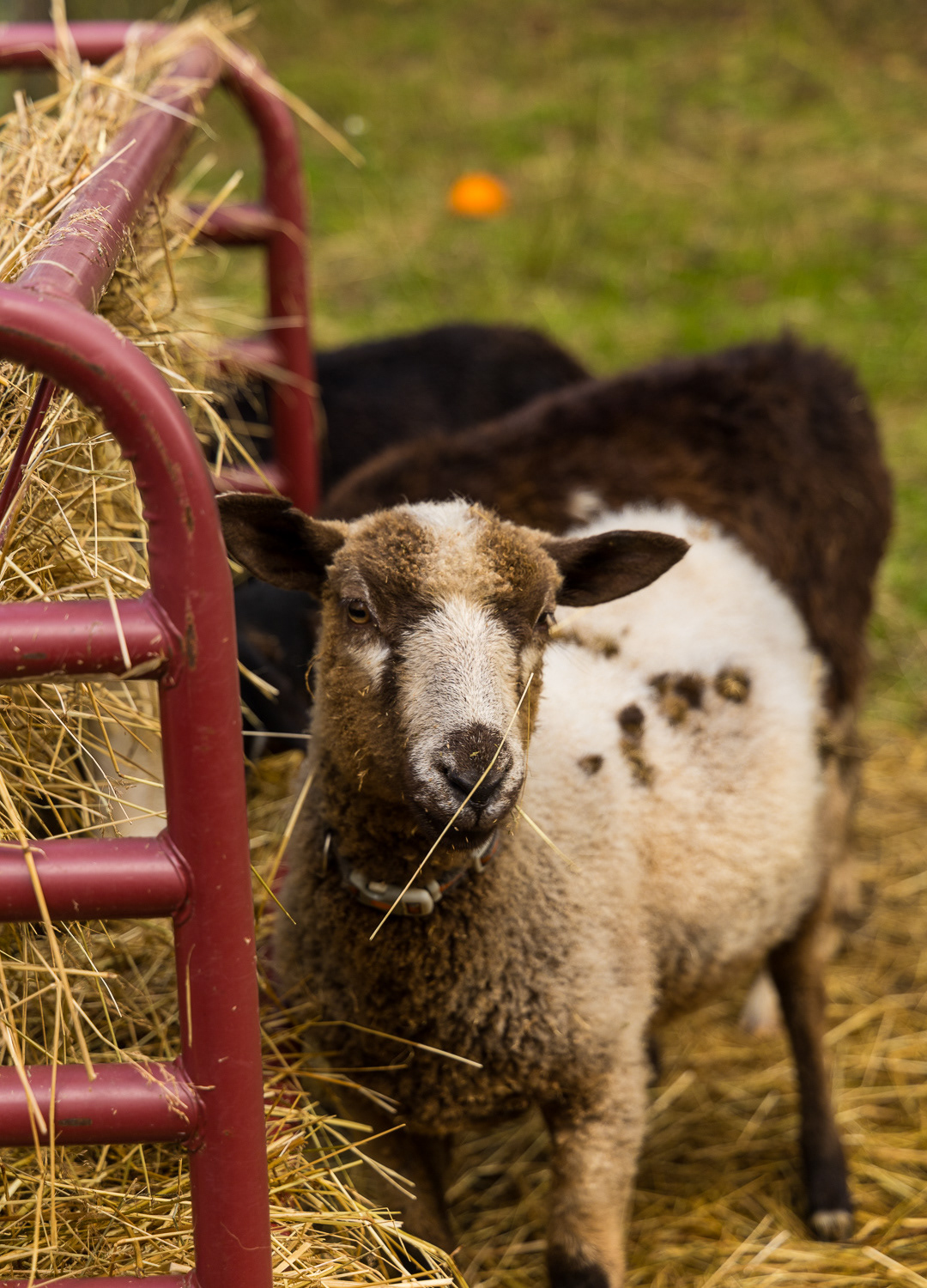 Animal Portrait Series - 2024