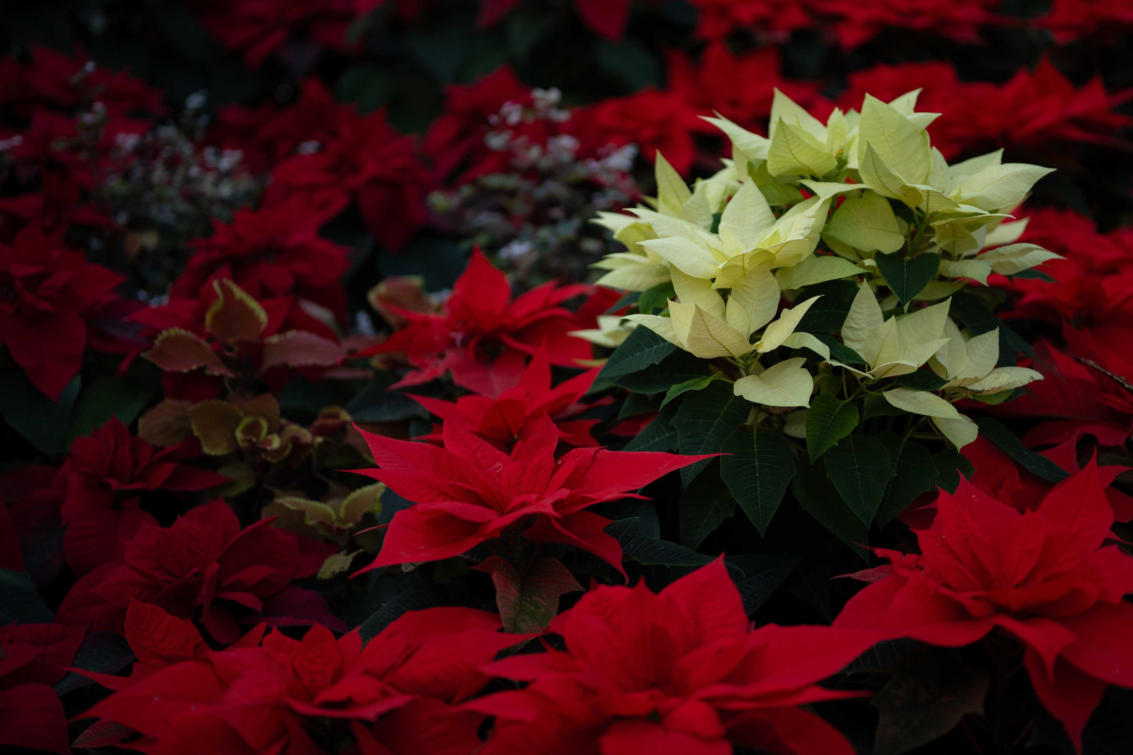 Lincoln Park Conservatory - 2026