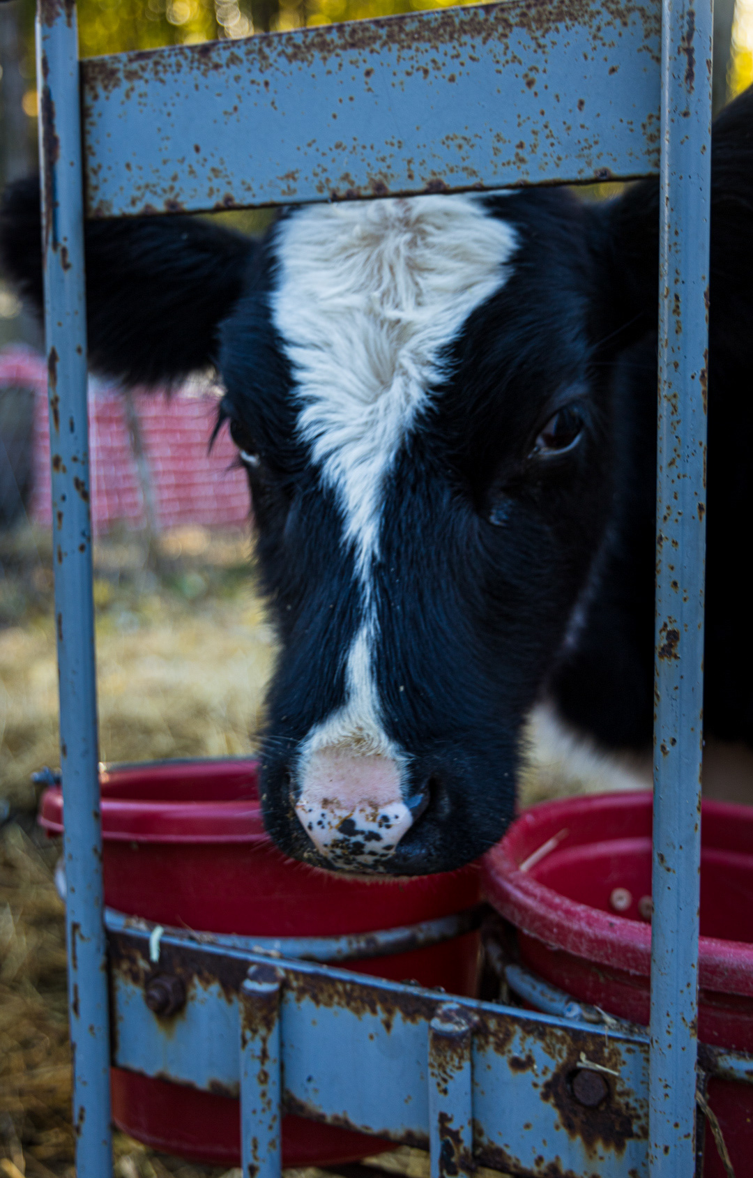 Animal Portrait Series - 2024