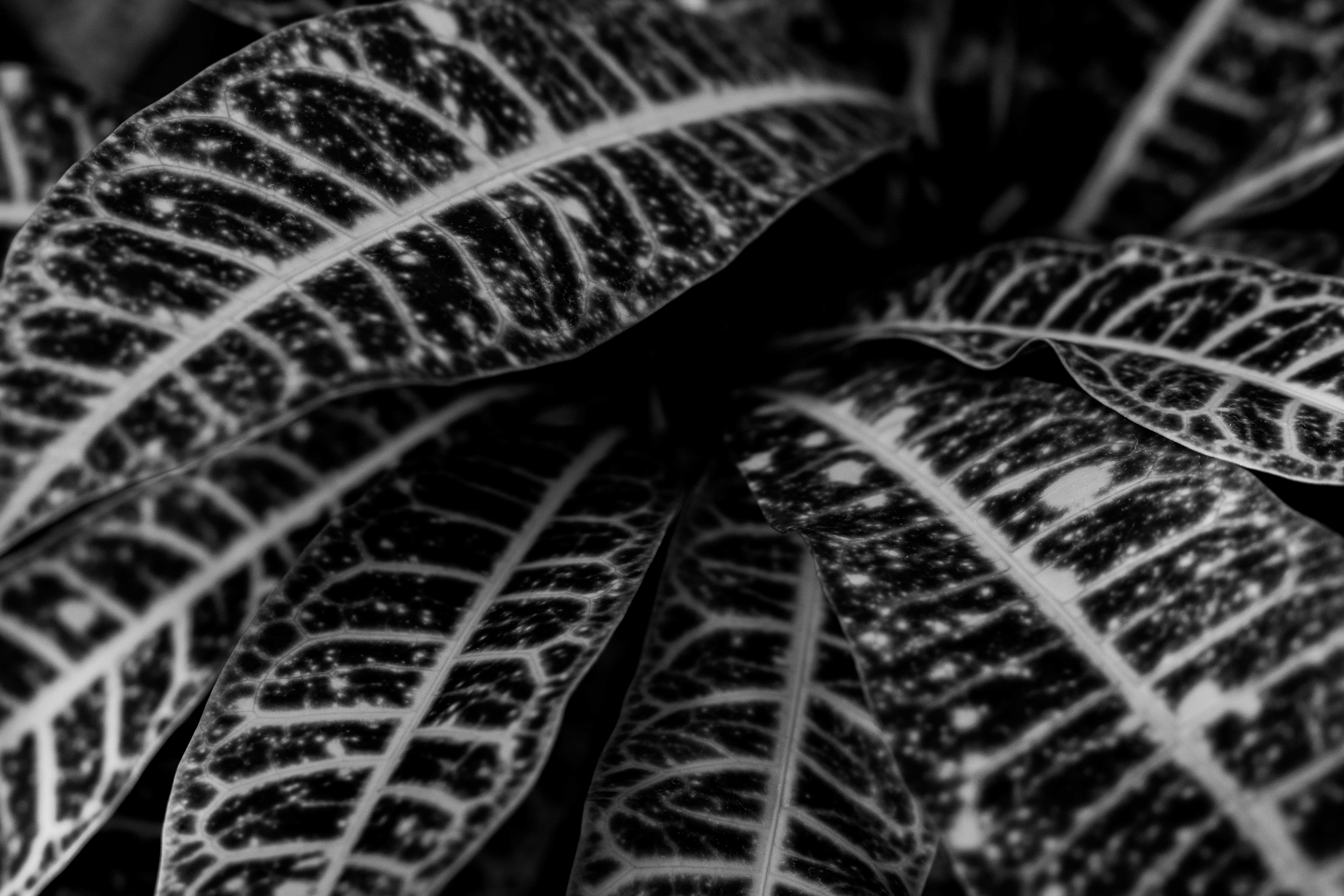 Lincoln Park Conservatory - 2026