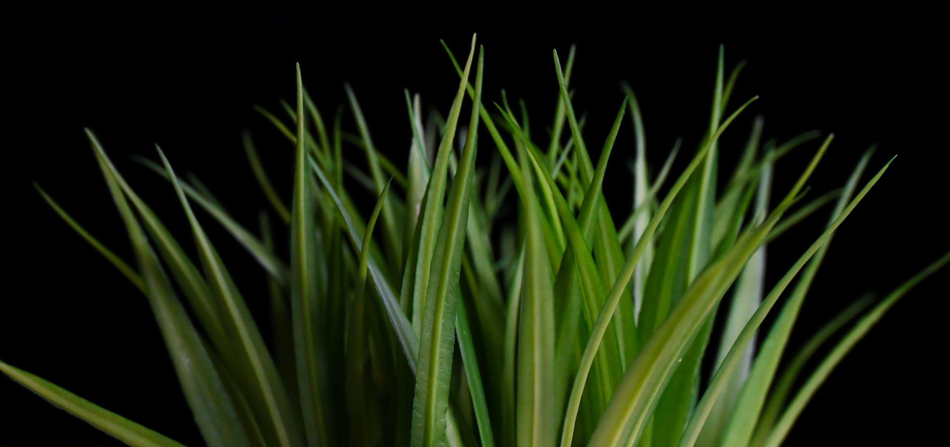 Perspective Series - 2024