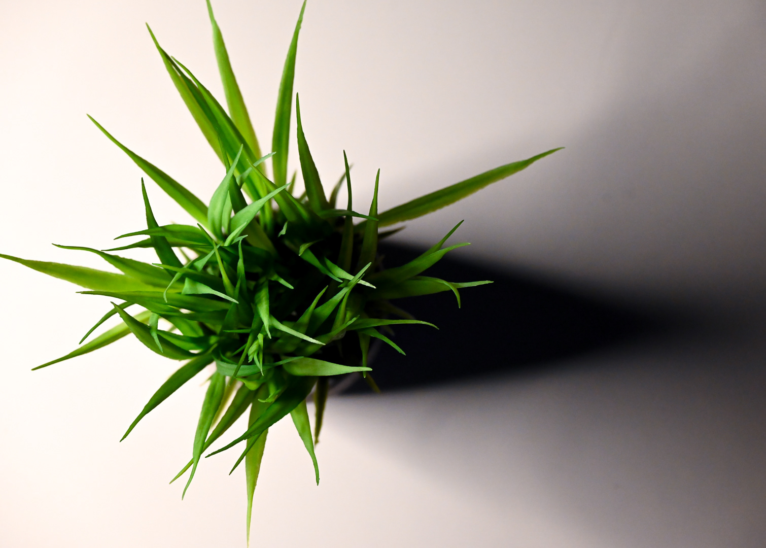 Perspective Series - 2024