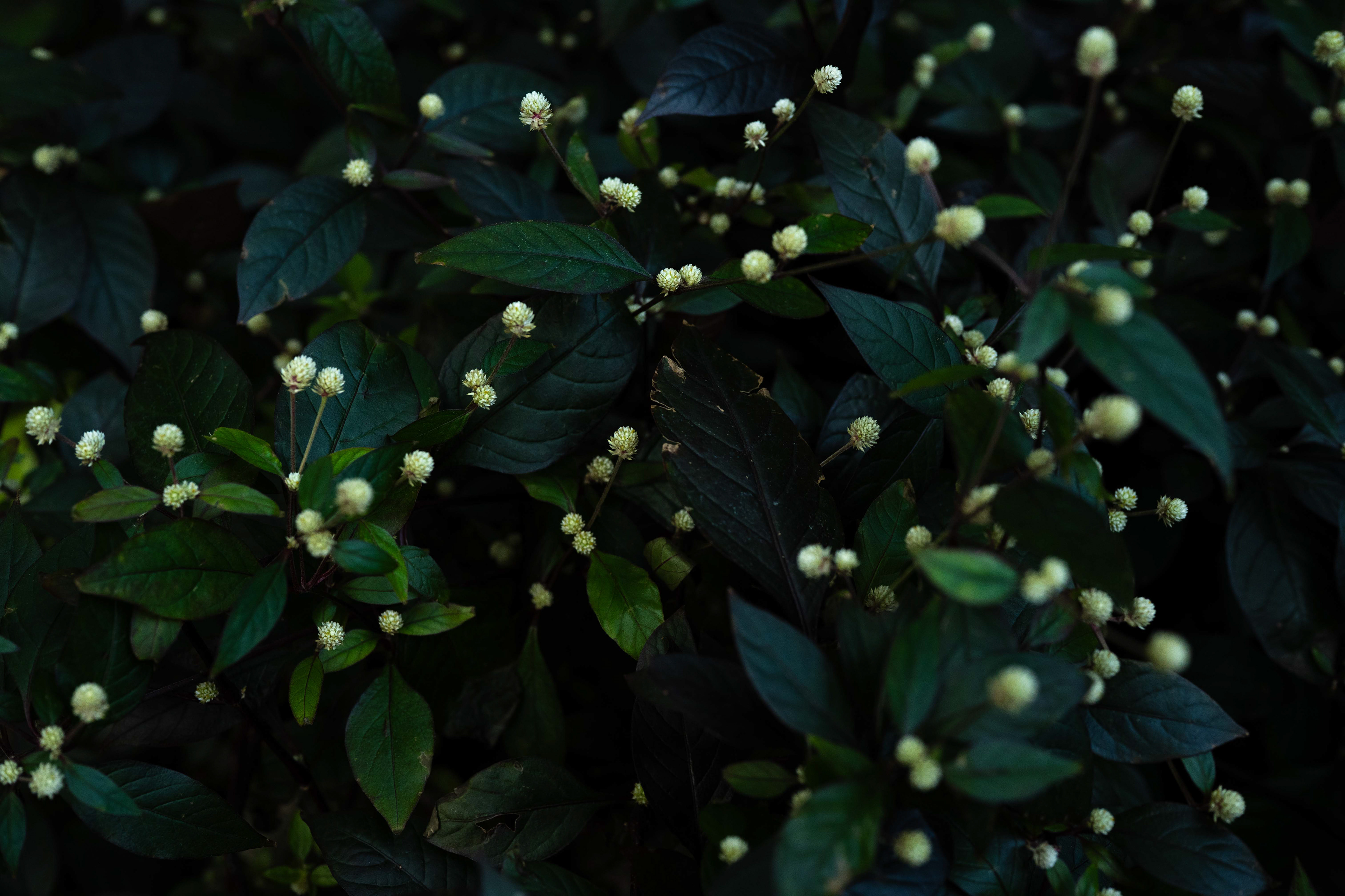 Lincoln Park Conservatory - 2026