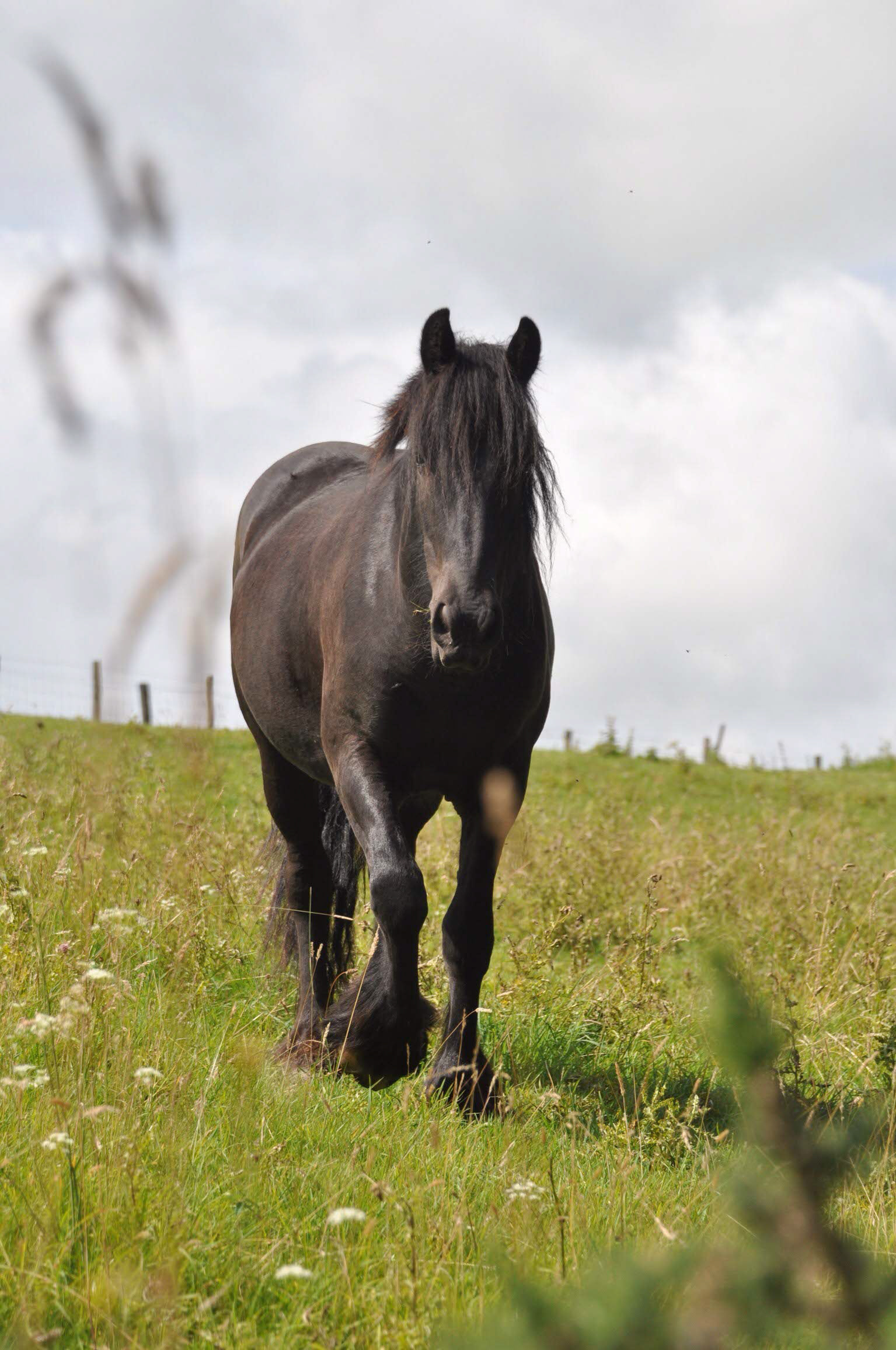 Dales Pony on a field in North England