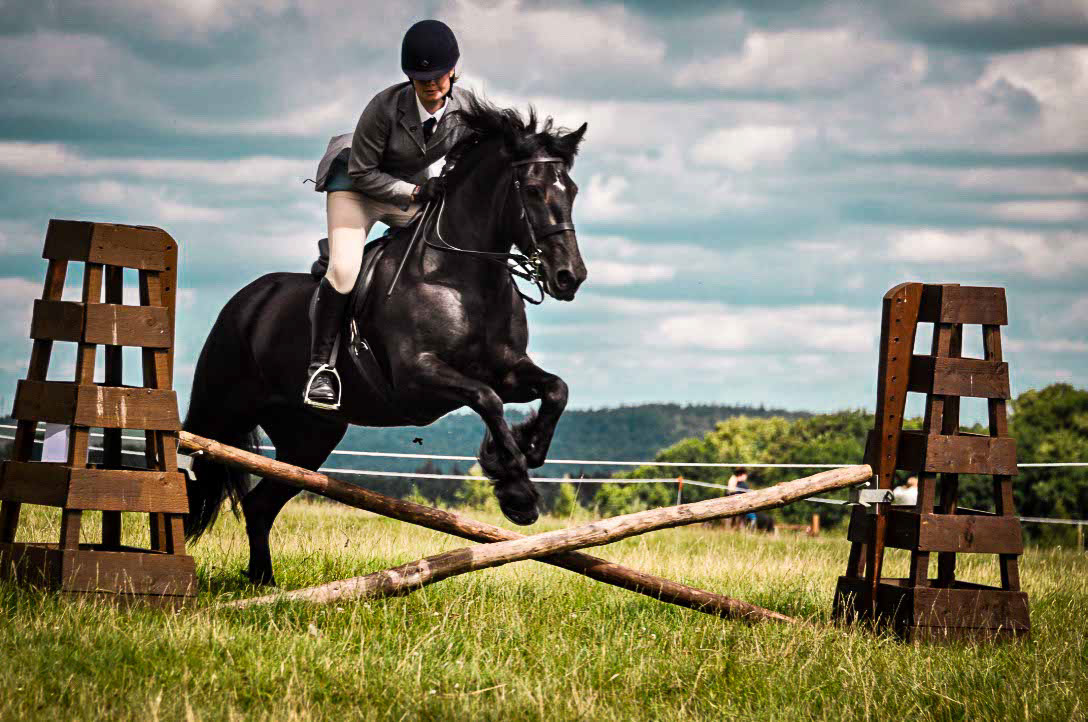 Hose jumping with Dales Ponies.