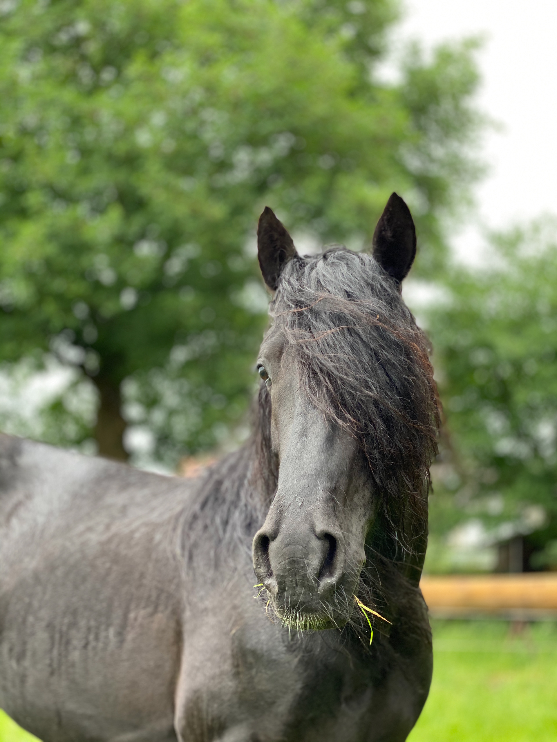 Stallion Castle Dales Nelson looks self-confident into the camera. He stands on a field.