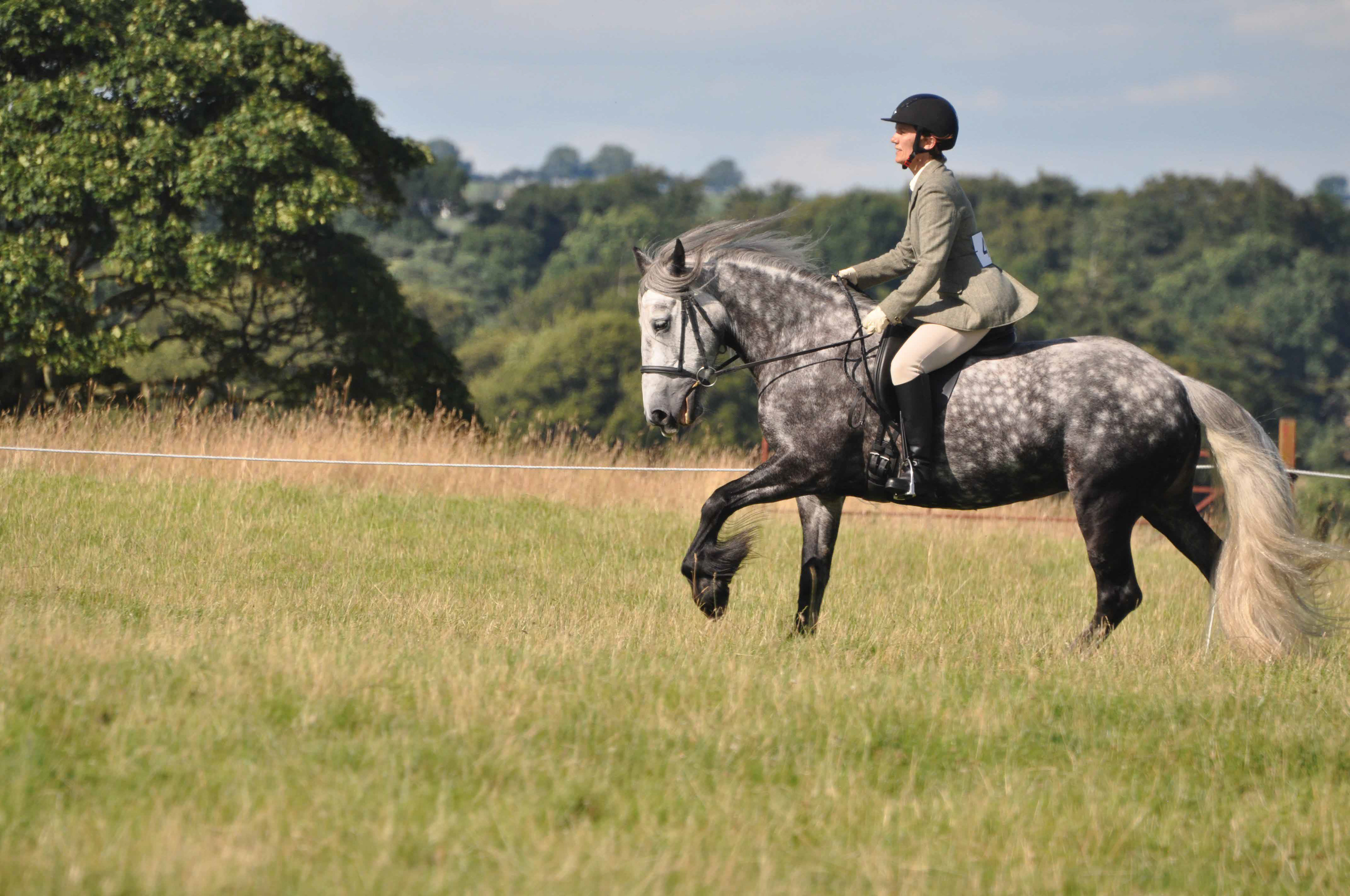 Beautiful white Dales Pony ridden.