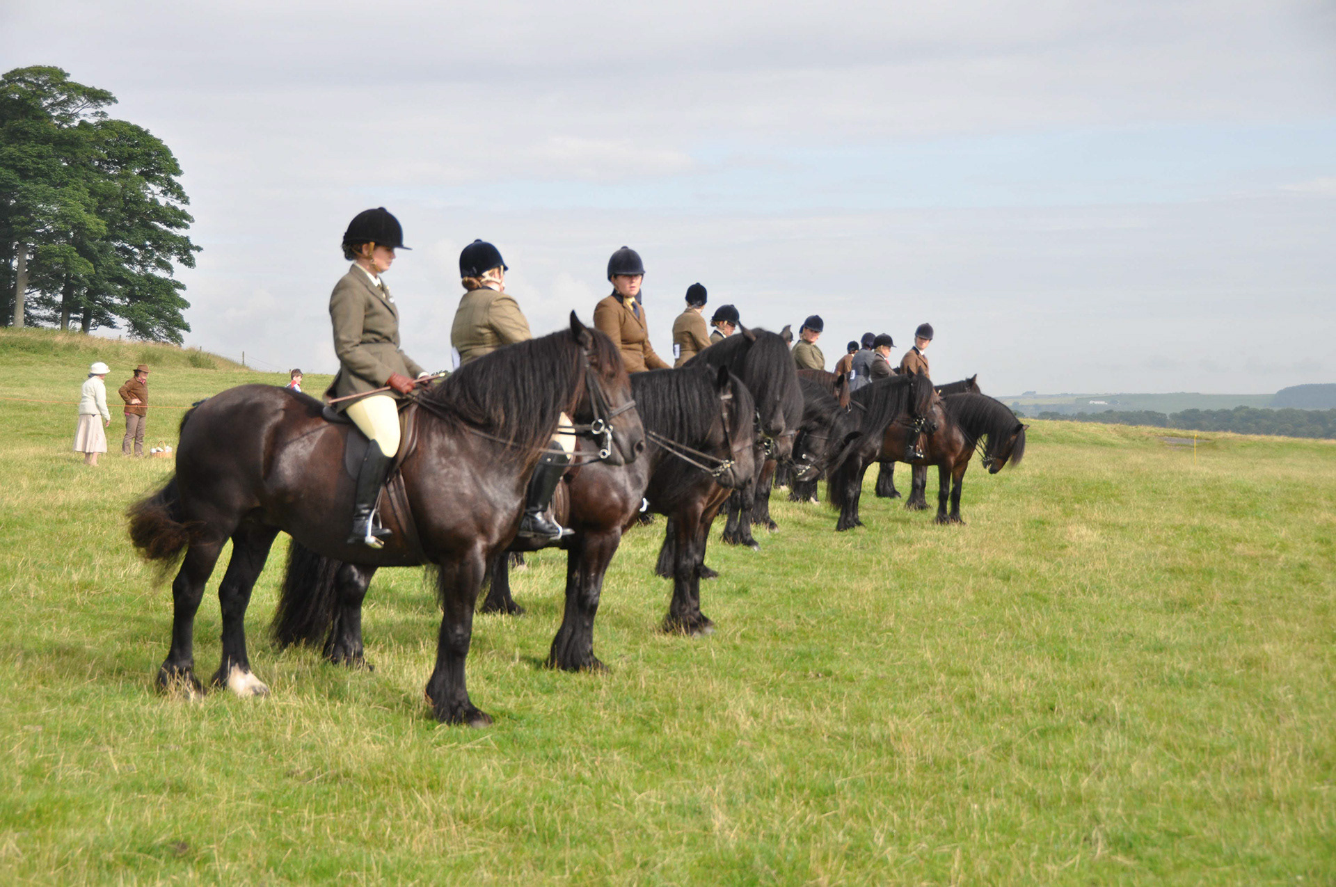 Many Dales Ponies lining up at the Dales Pony Show organised by the Dales Pony Society
