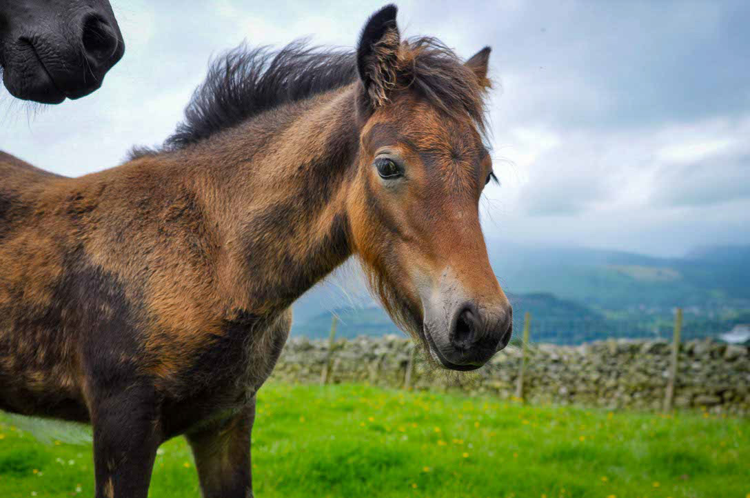 Typical Dales Pony foal.