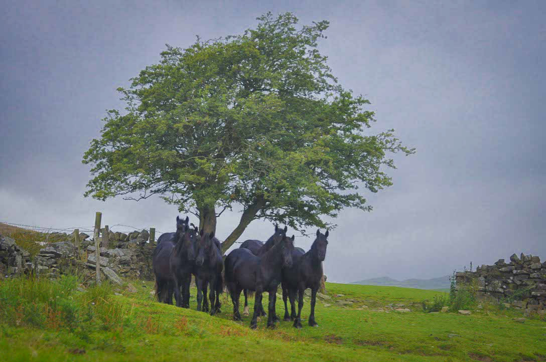 Plenty of Dales Ponies under a tree.