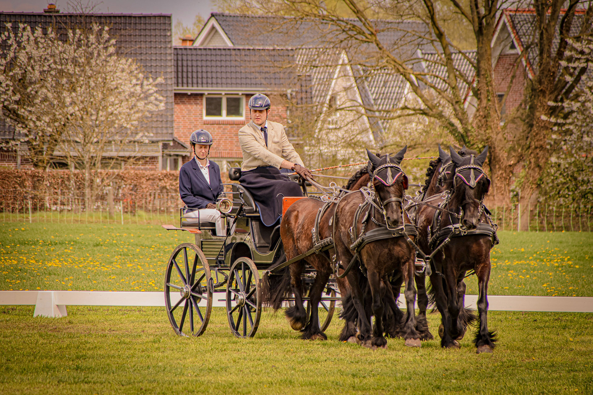 Dressage