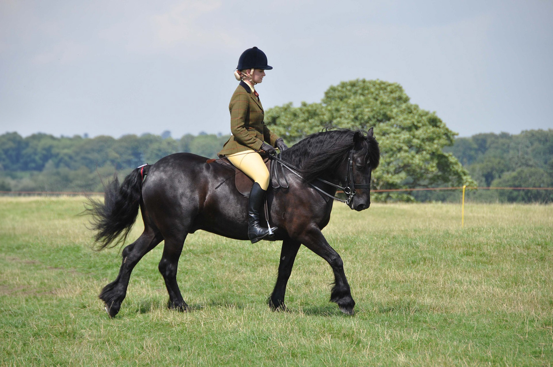 A Dales Pony is presented in the ridden class on the annual Dales Pony summer show.