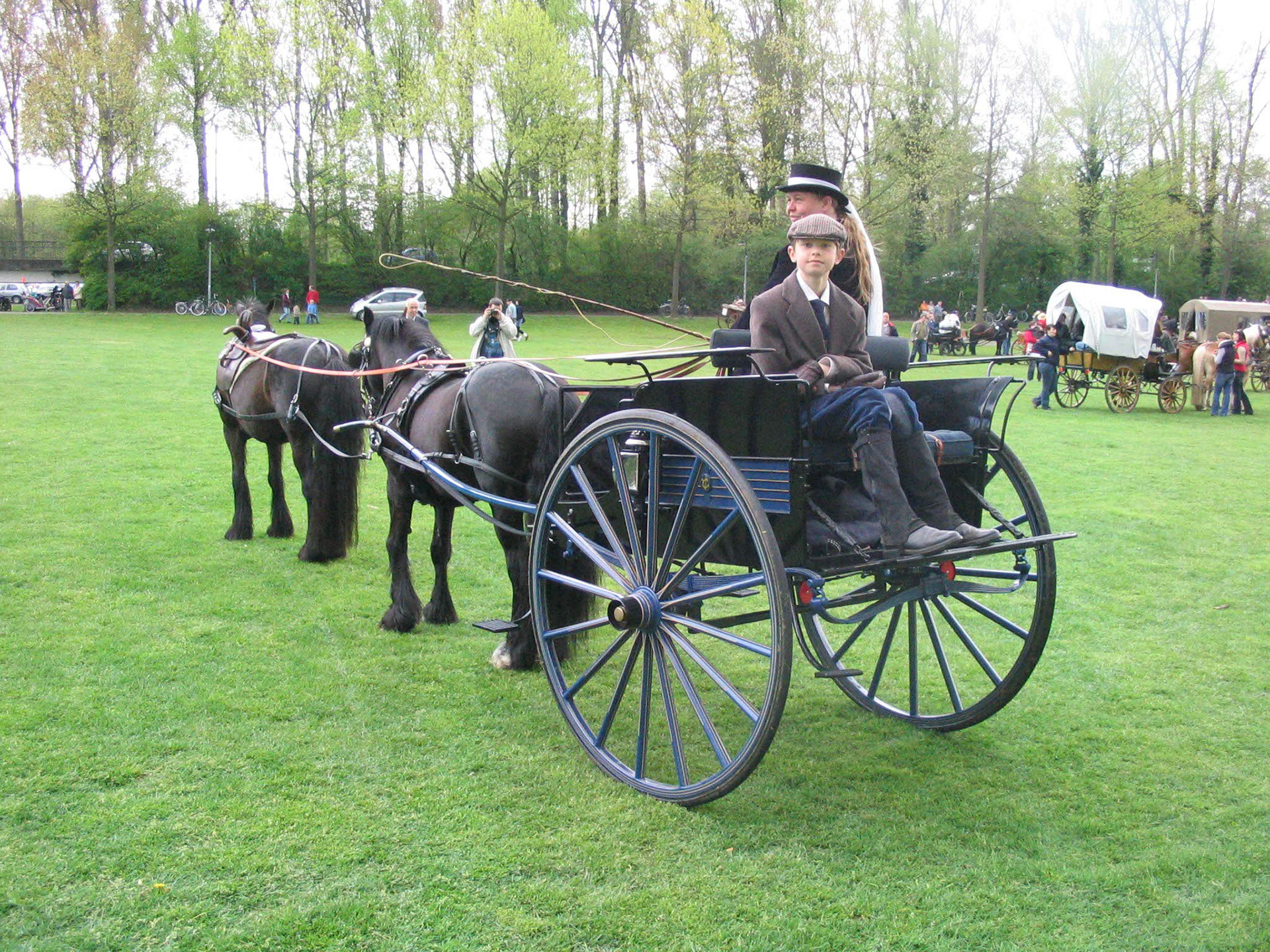 Two Dales Ponies in front of a carriage