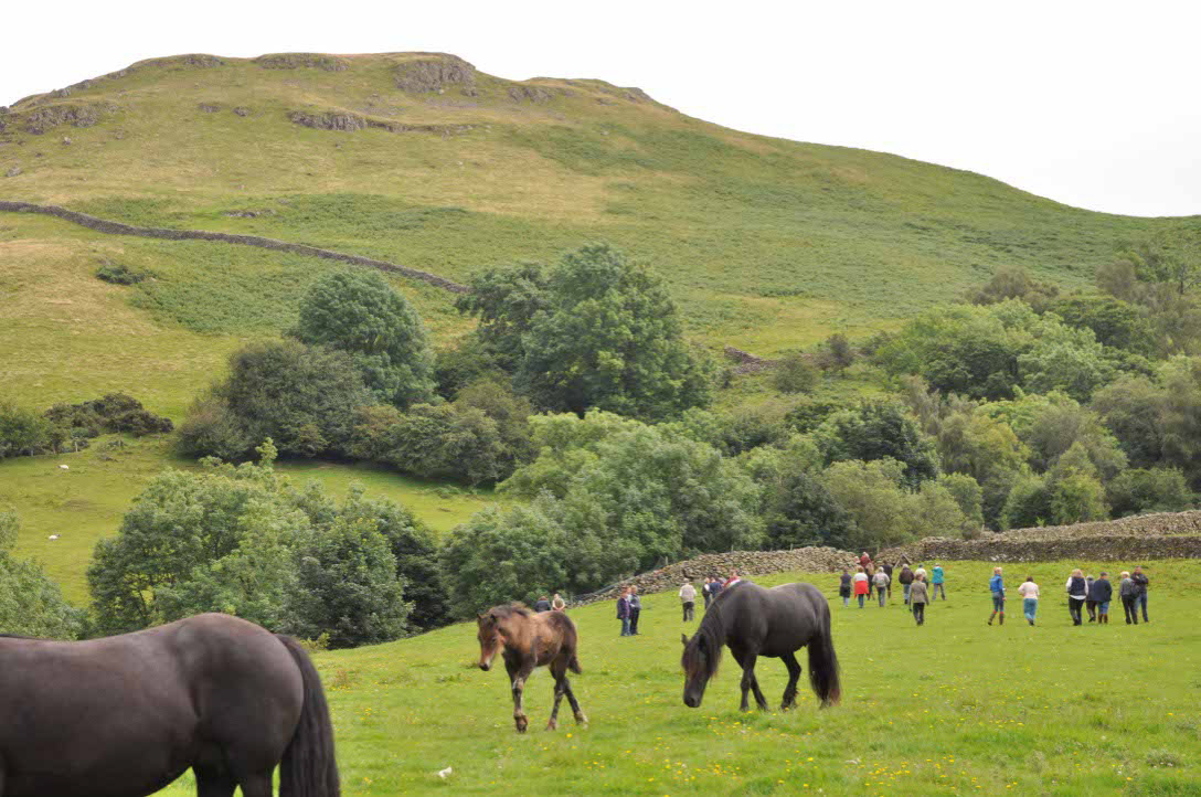 Dales Pony stud visit in England with many visitors.