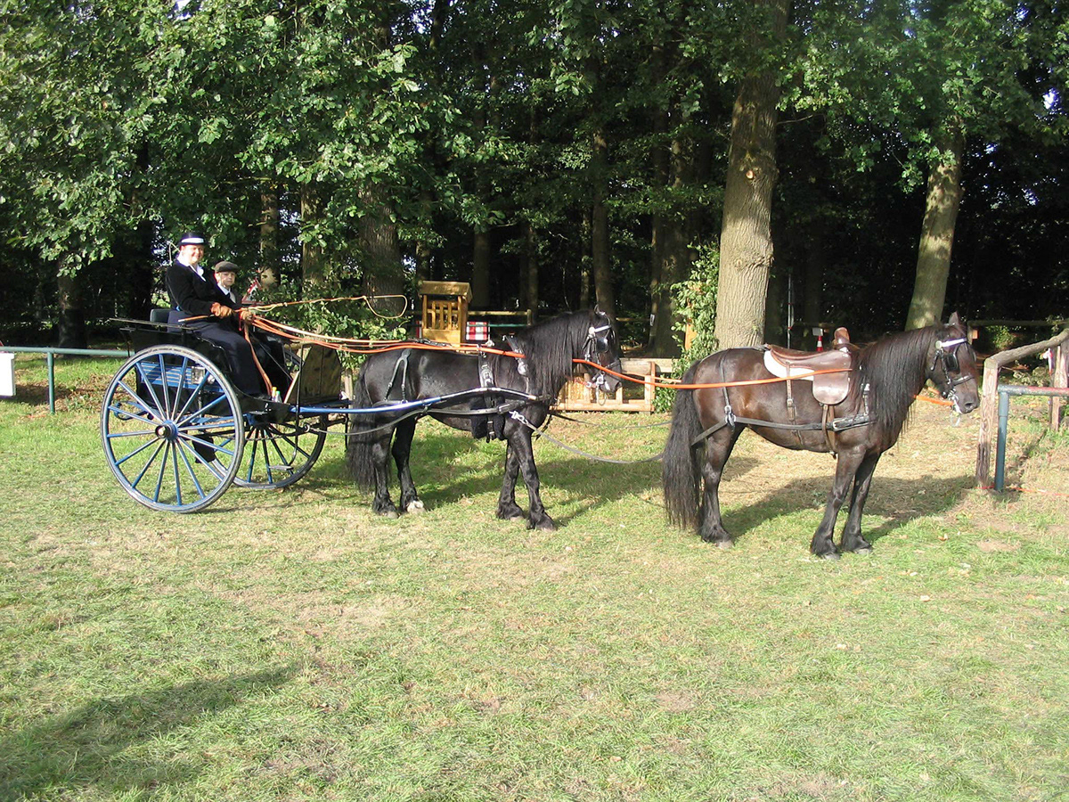Dales Ponies pulling the historic cart