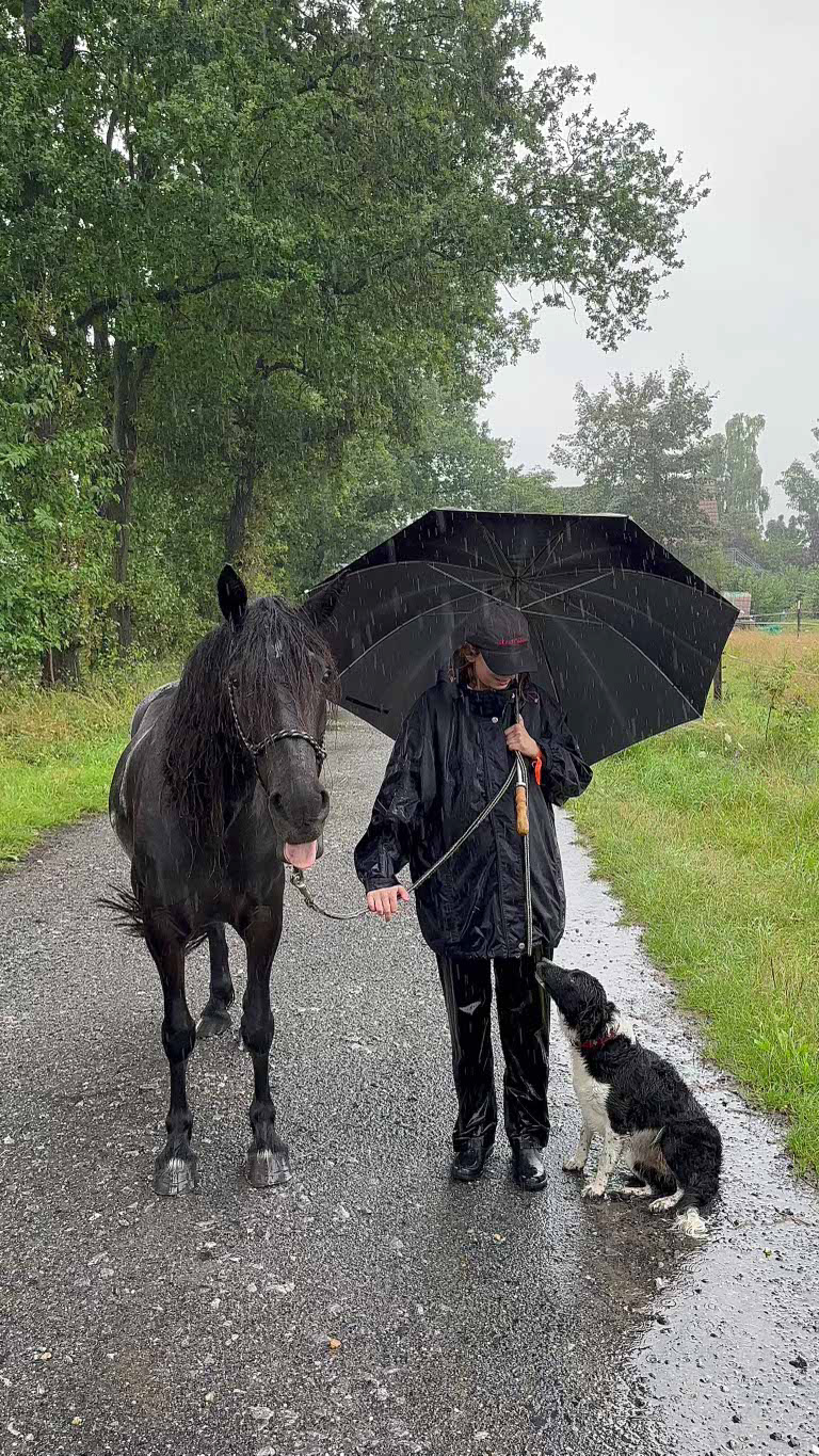 Part-bred Dales Pony and an umbrella.