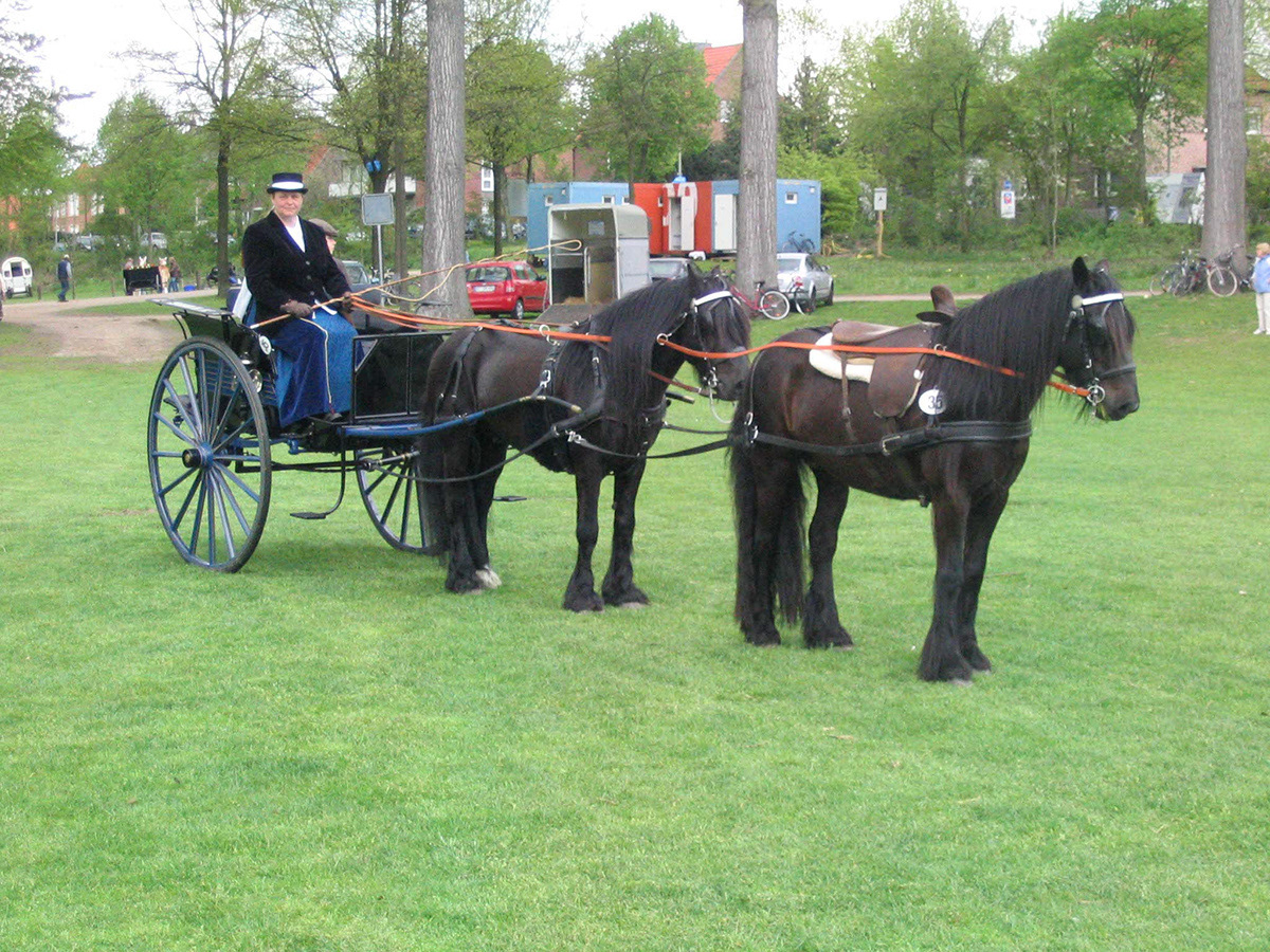 Tandem pair of Dales Ponies