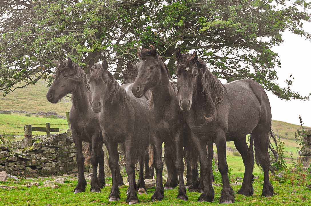 Young Dales Ponies on a field.