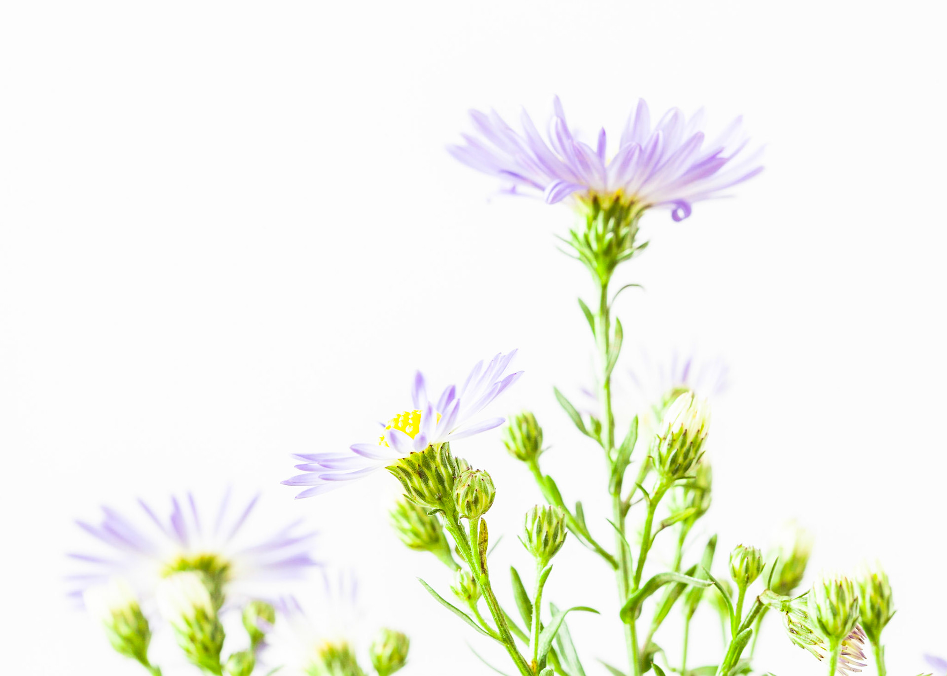 Asters