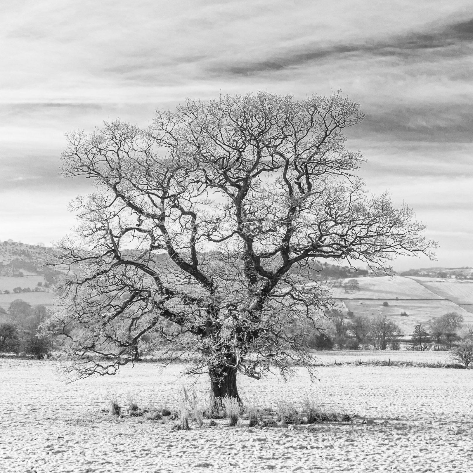 Frosted Oak