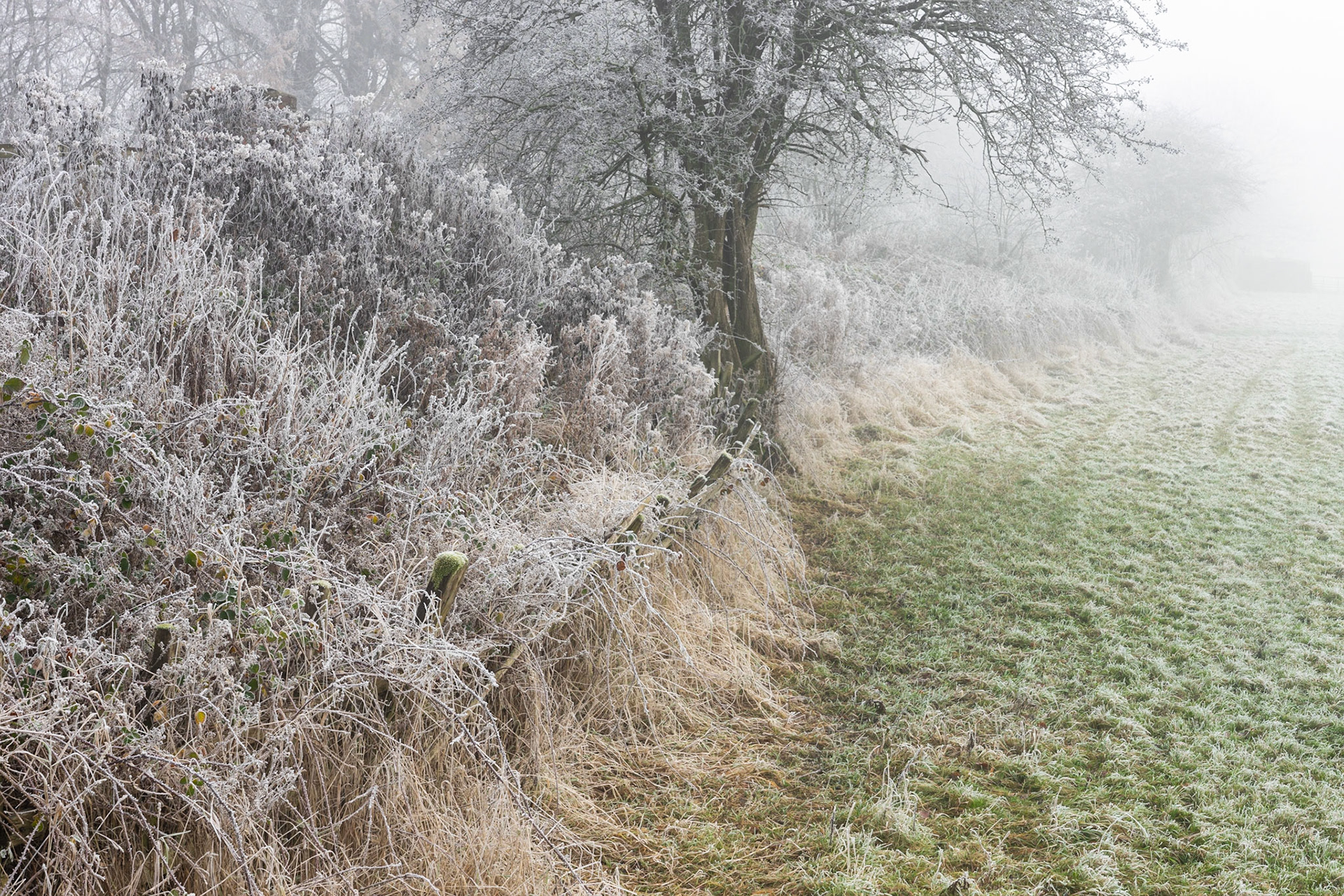 Frozen Hedgerow