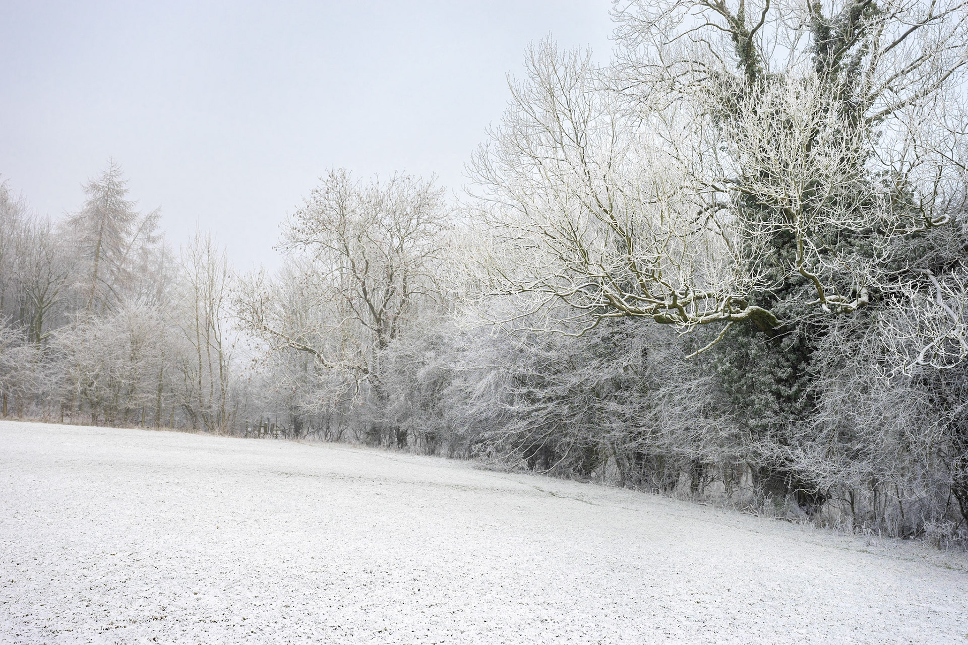 Frozen Trees