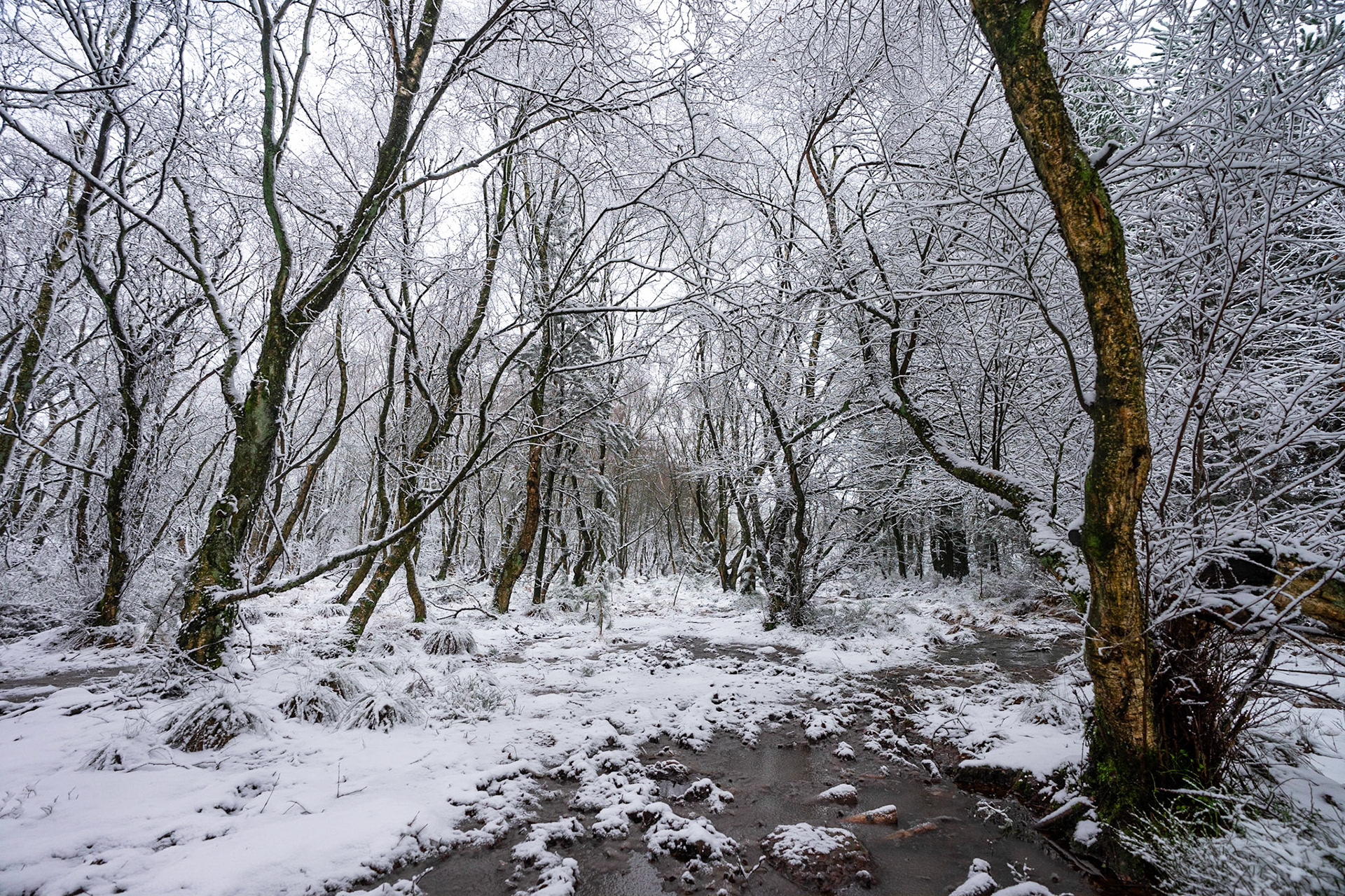 Woodland in Winter
