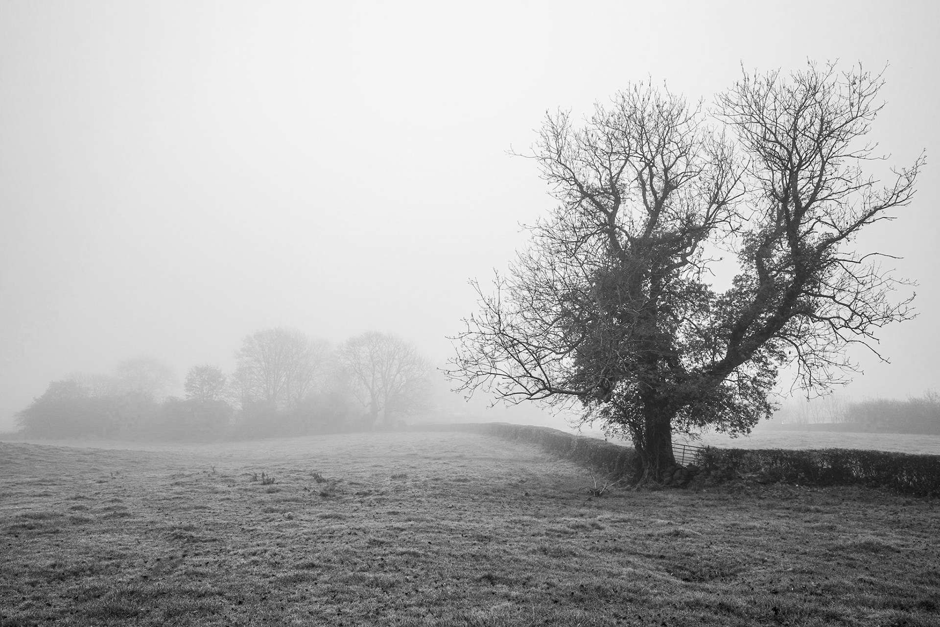 Mist in the Field