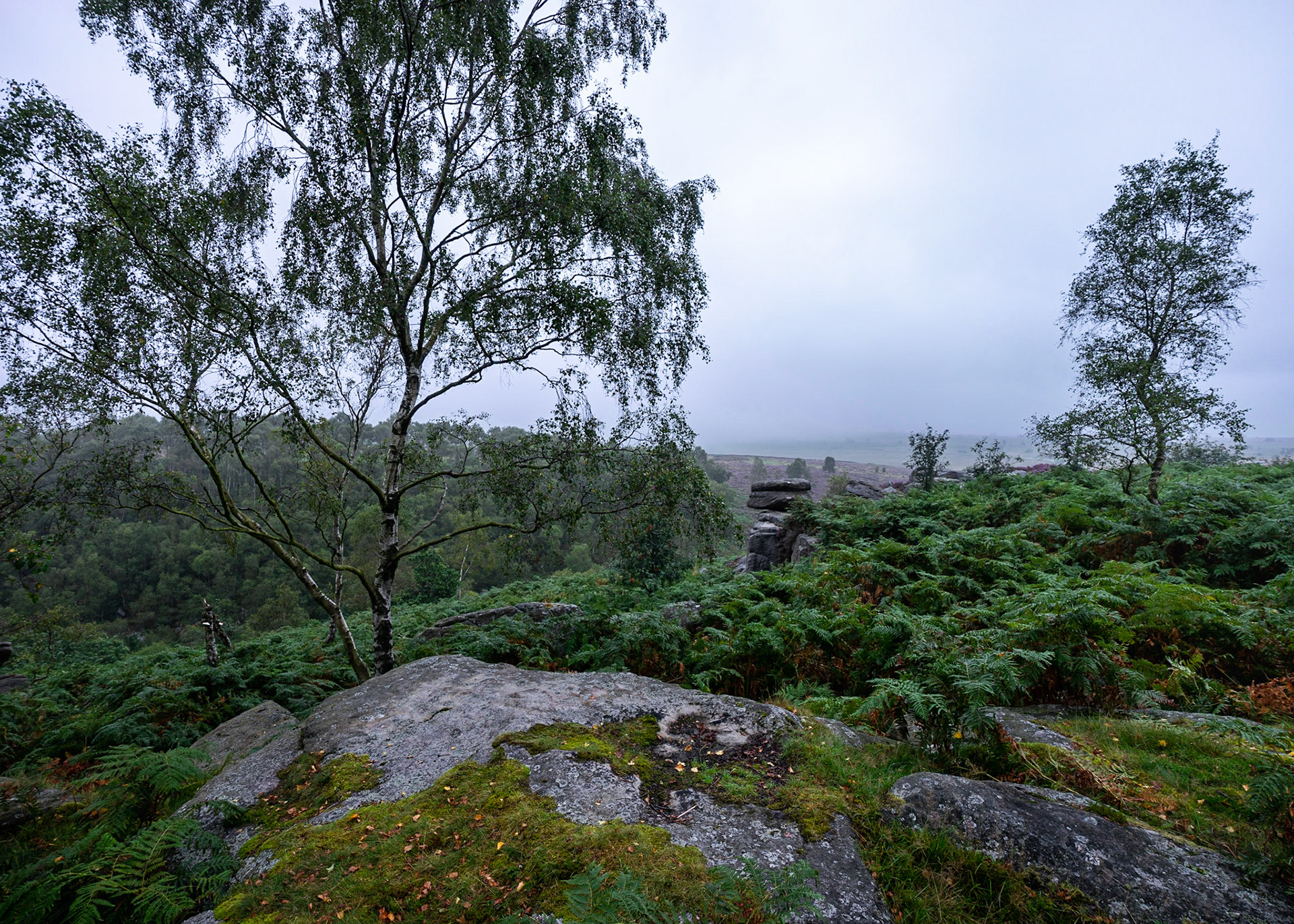 Moorland Mist