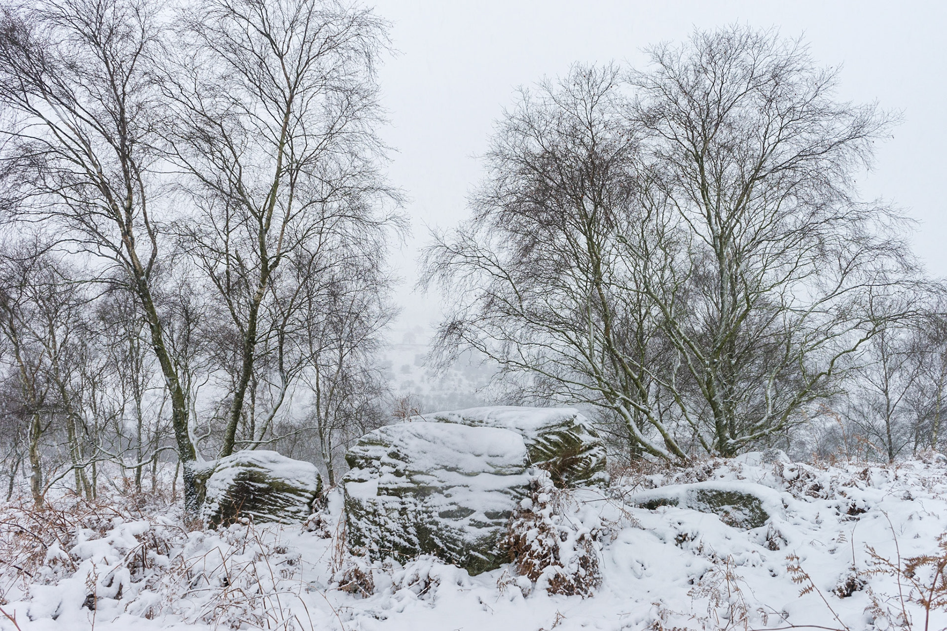 Birch in Snow