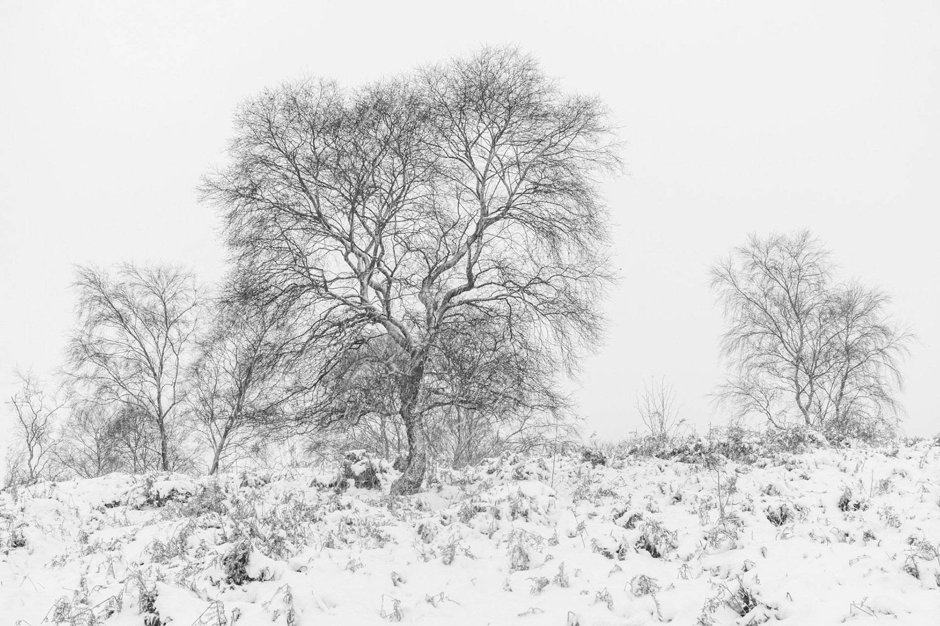 The North Wind Douth Blow