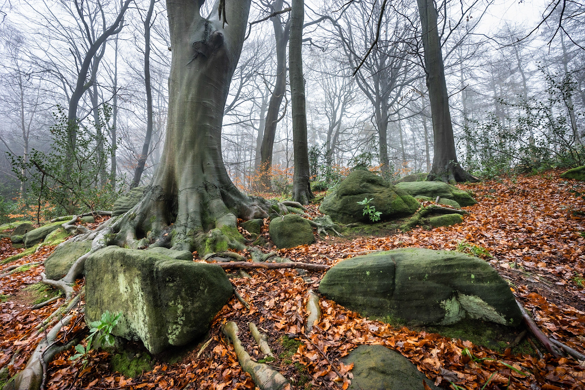 Roots and Rocks