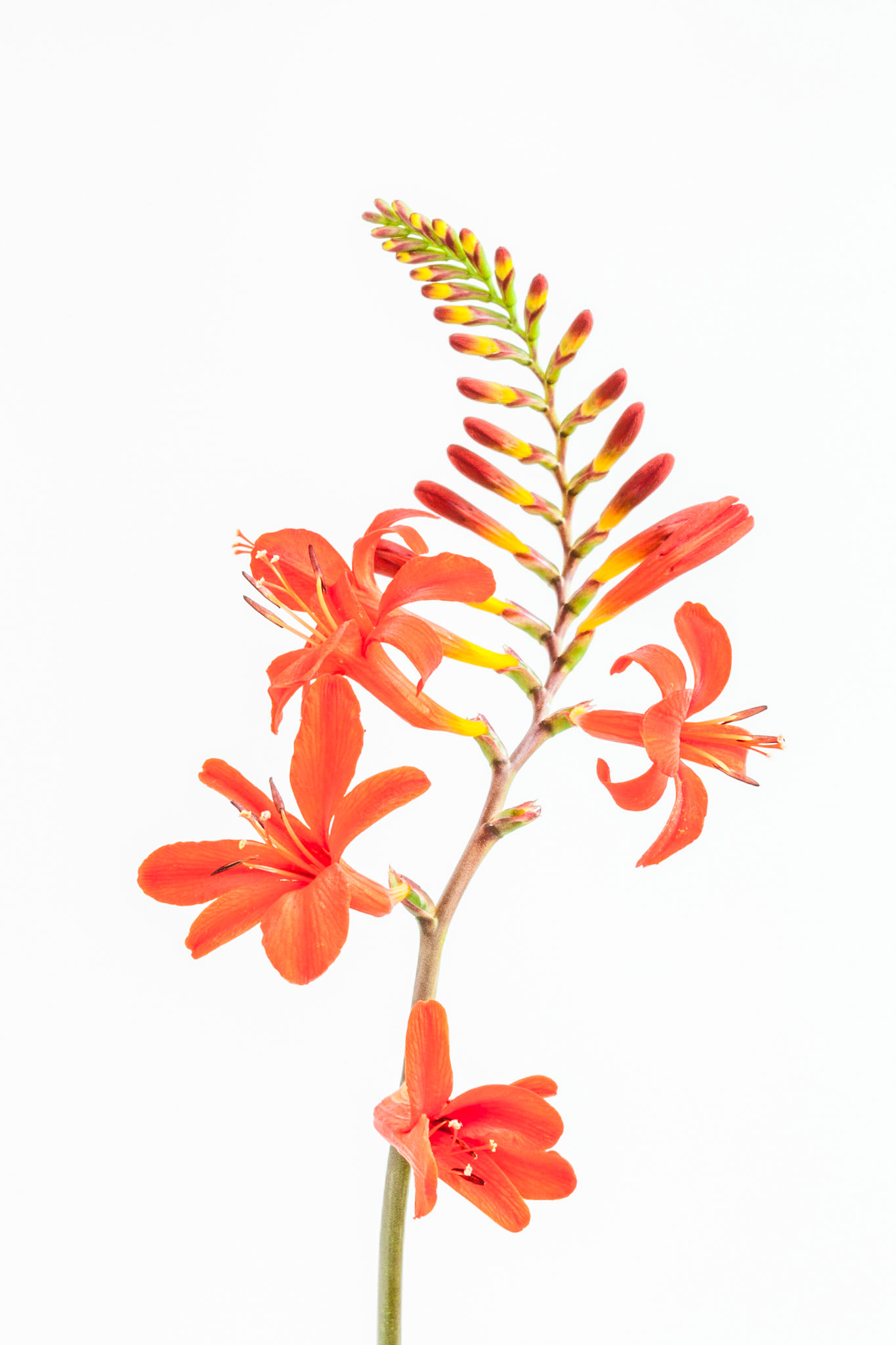 Crocosmia 'Lucifer' ii